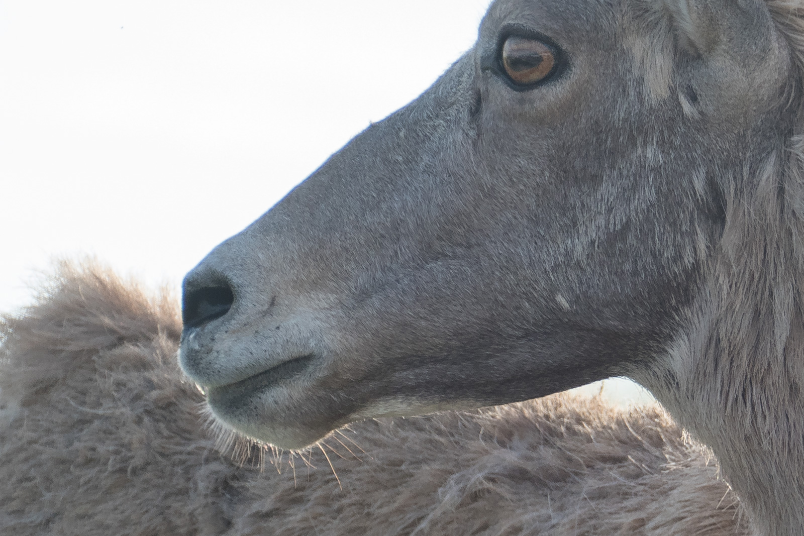 Big Horn sheep closeup with backlit whiskers