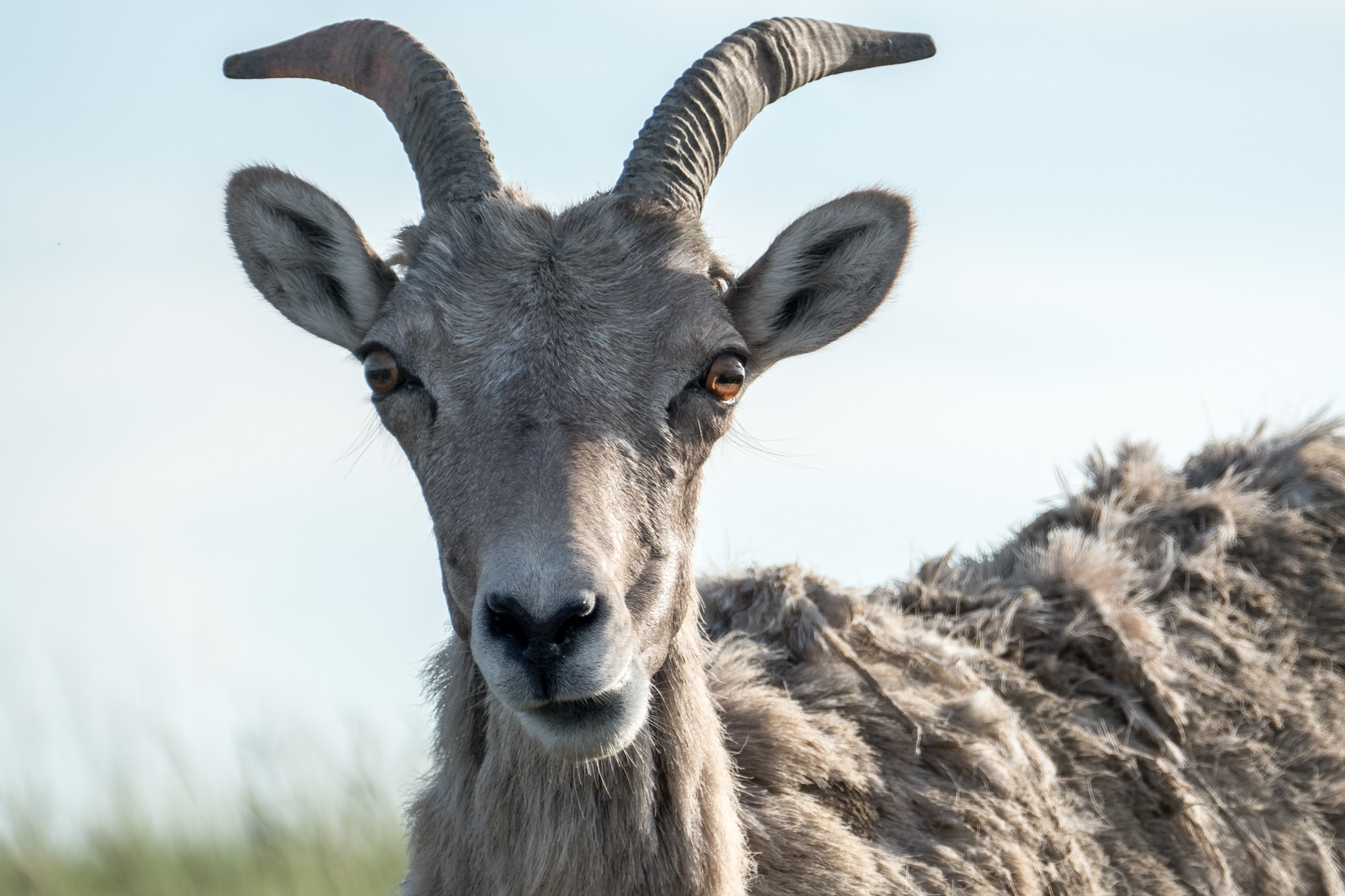 Bighorn sheep chewing her cud