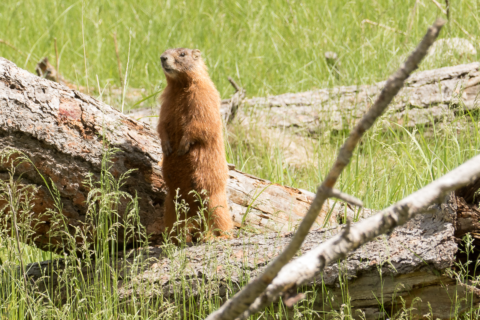Marmot on alert