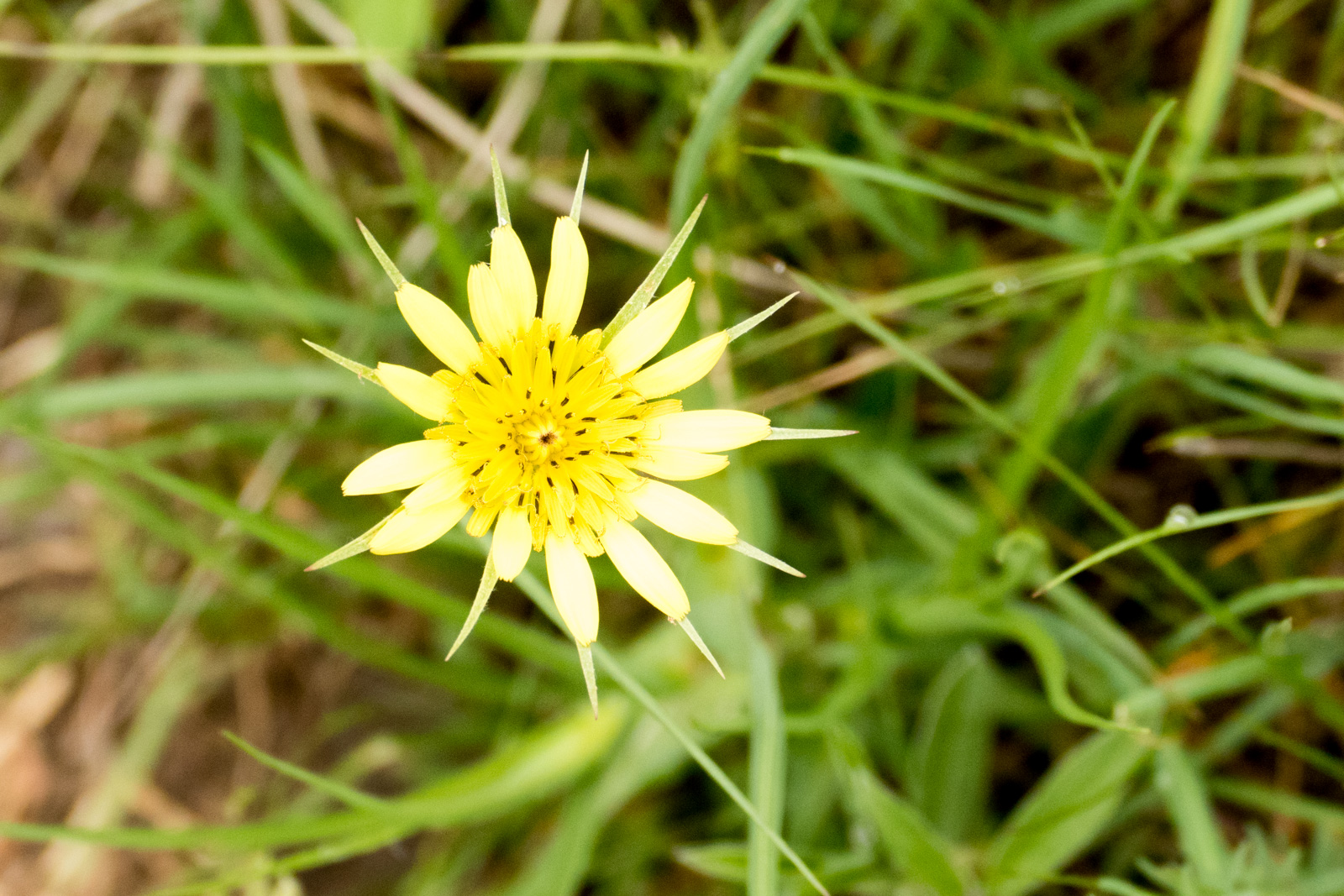 Salsify