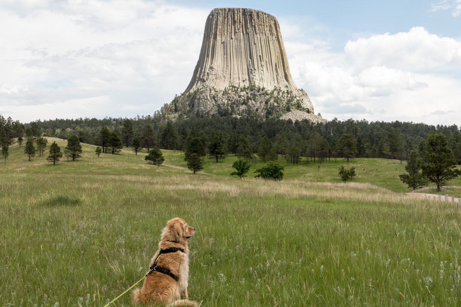 Maple admires Devil’s Tower