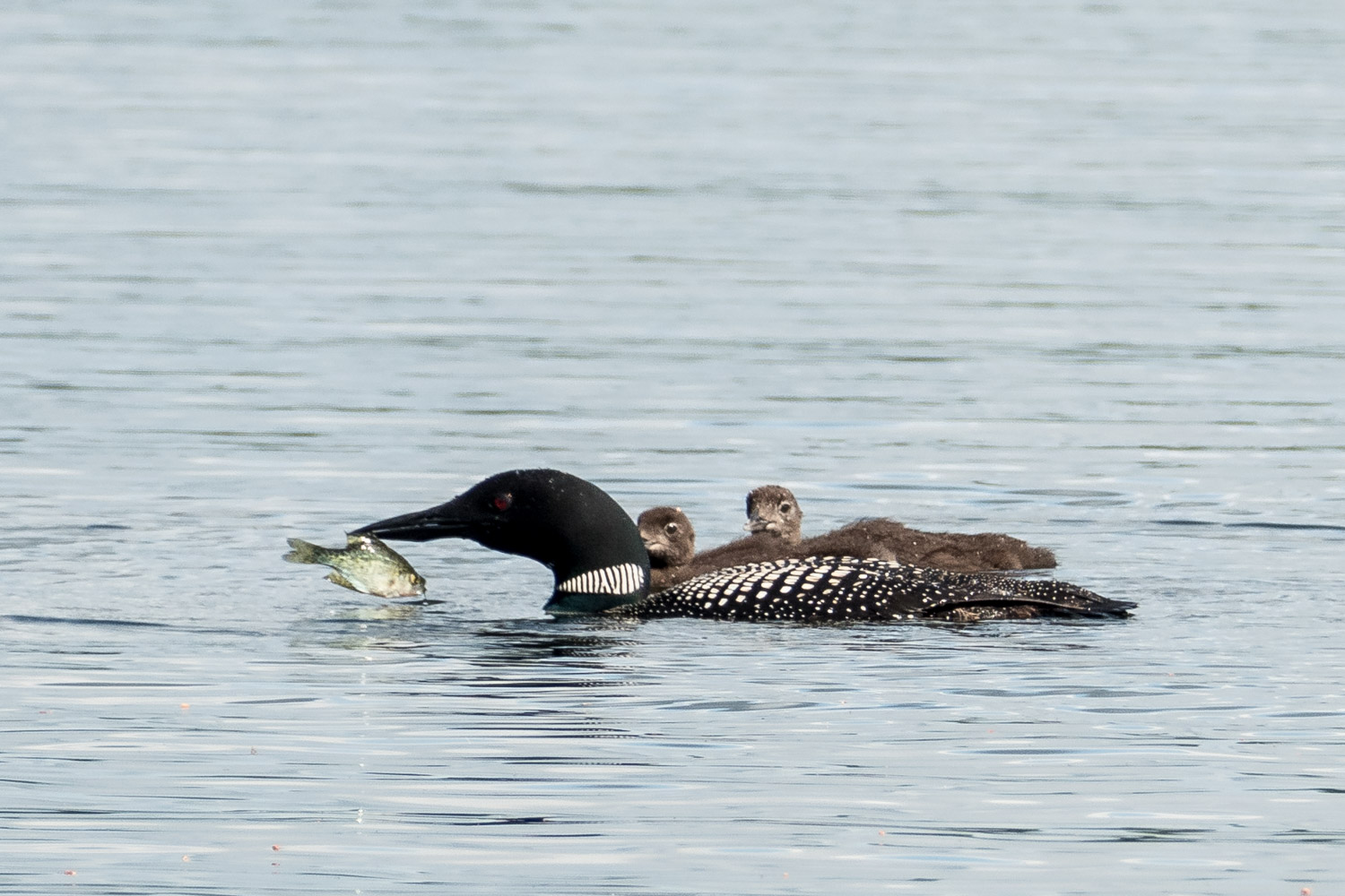 Loon with fresh fish for the two chicks