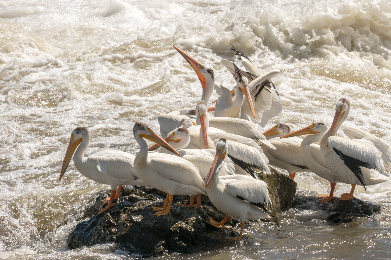 Pelicans congregating below the dam in Granite Falls, MN