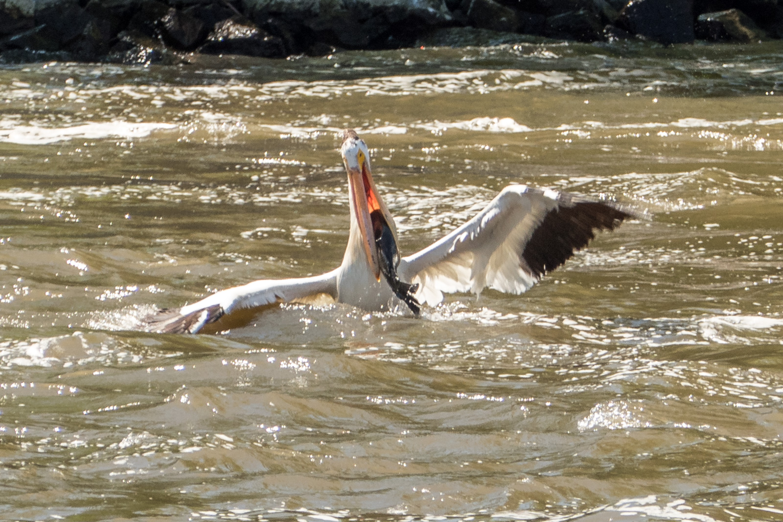 Pelican with large fish