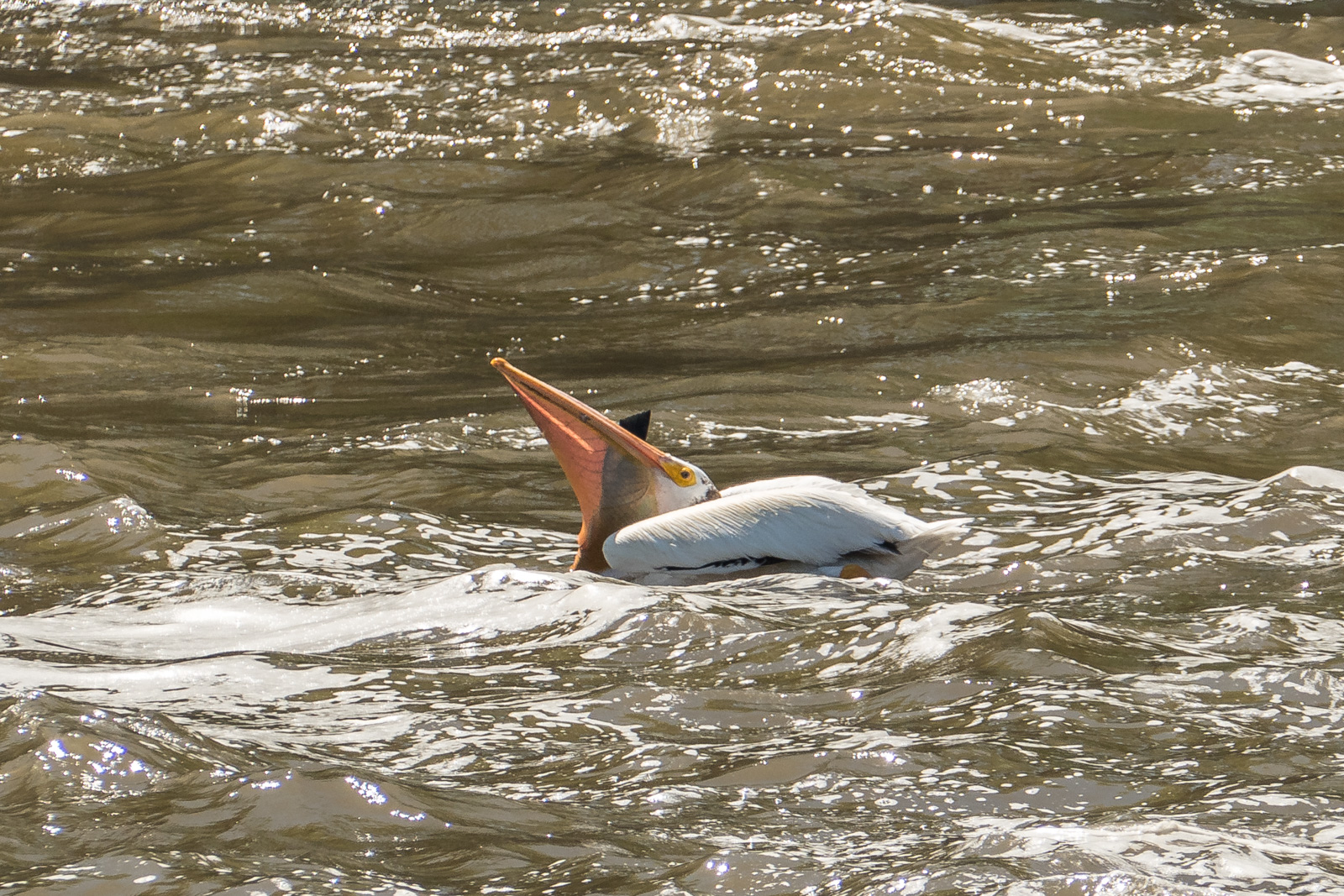 Pelican struggling to swallow a large fish