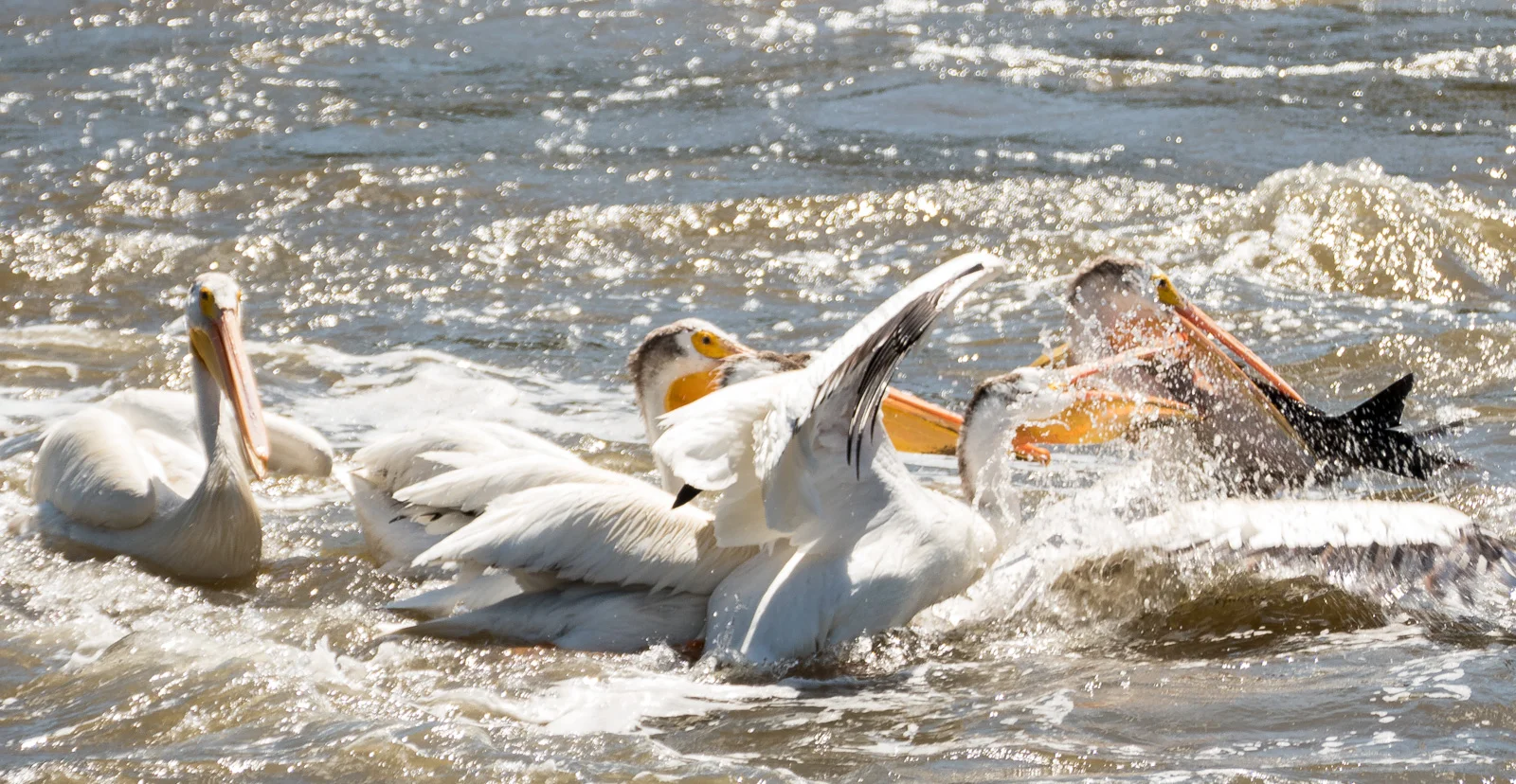 Pelican with large fish in its bill attracts a mob