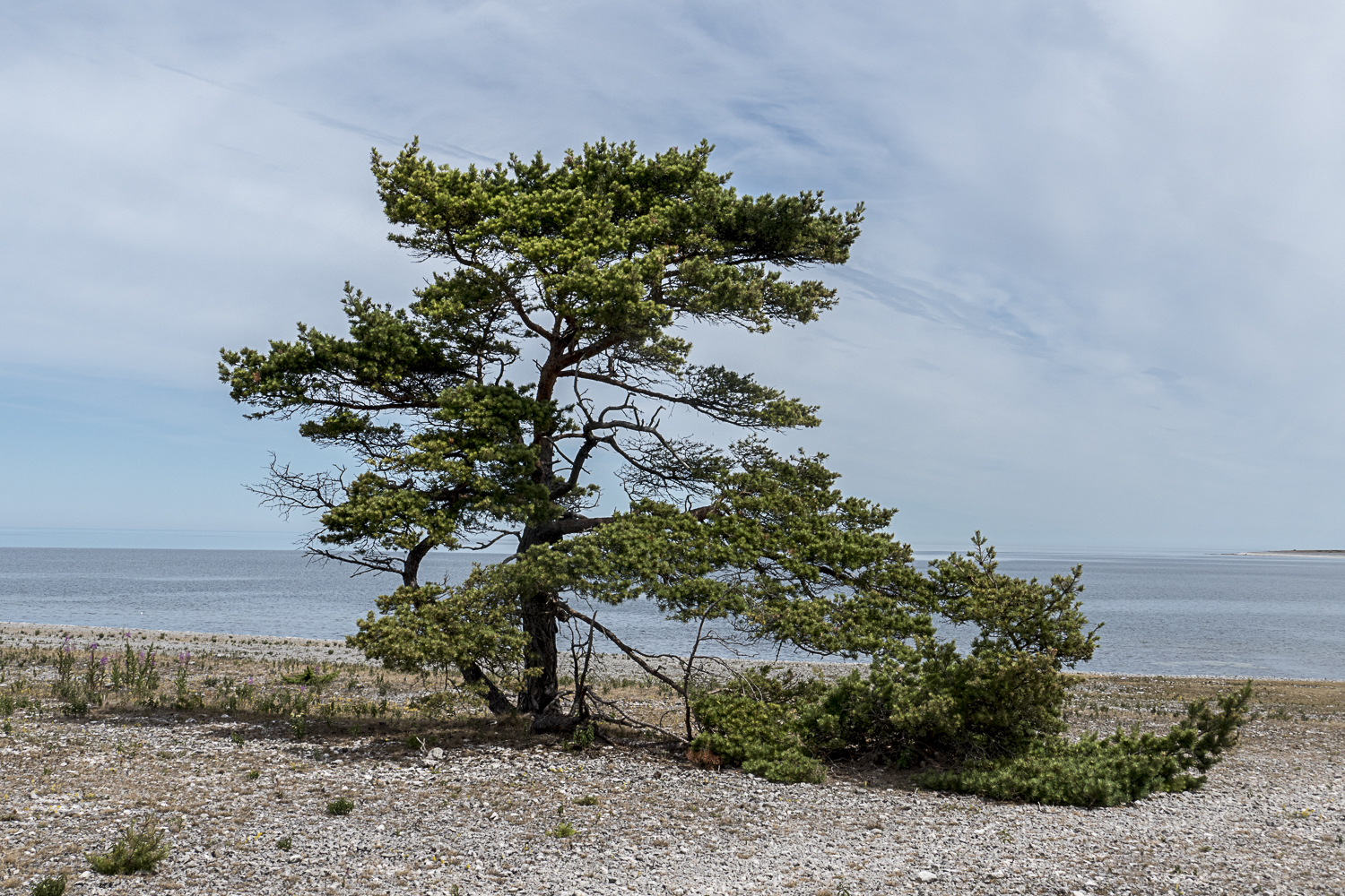 Lone tree on Faro.