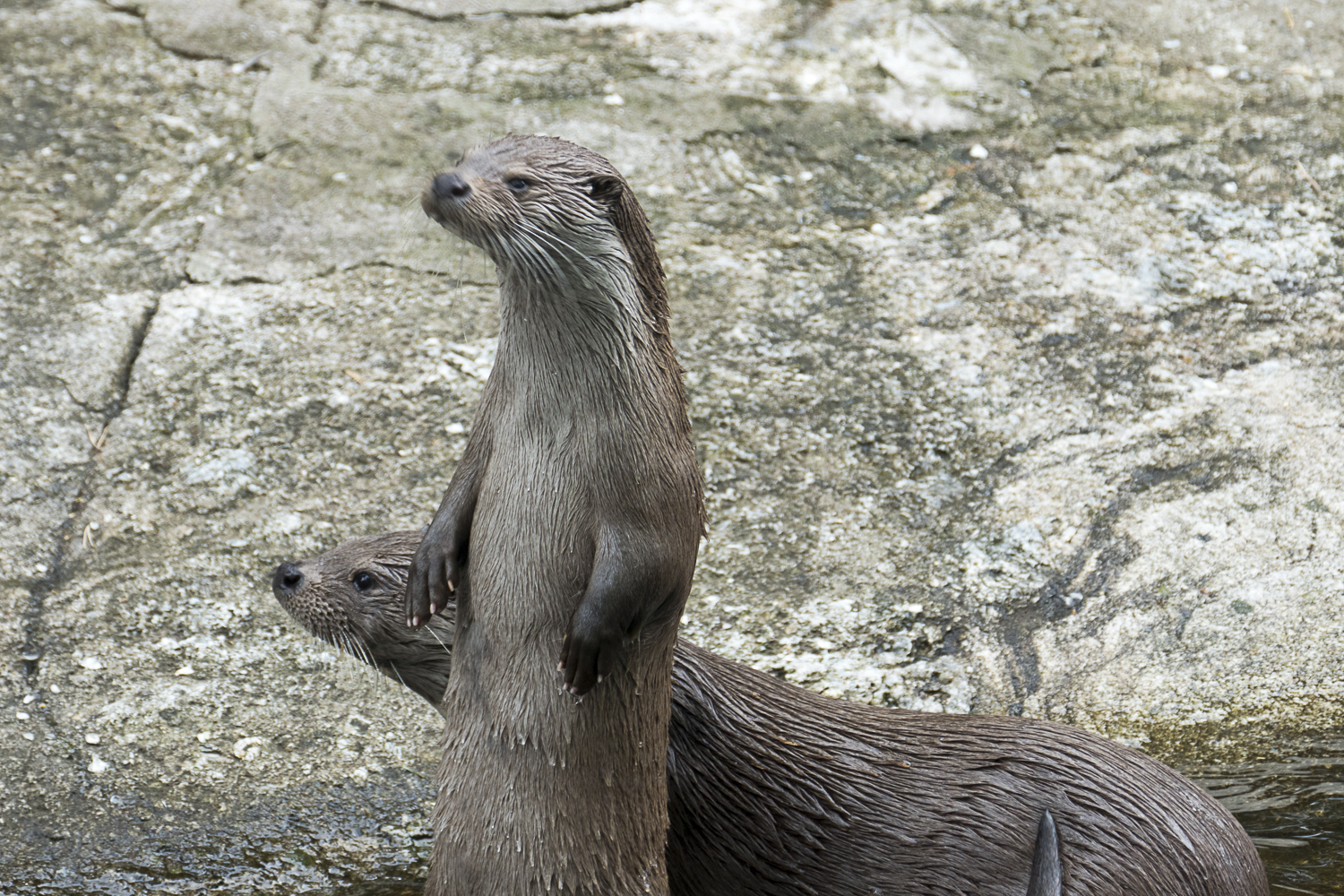 Otters
