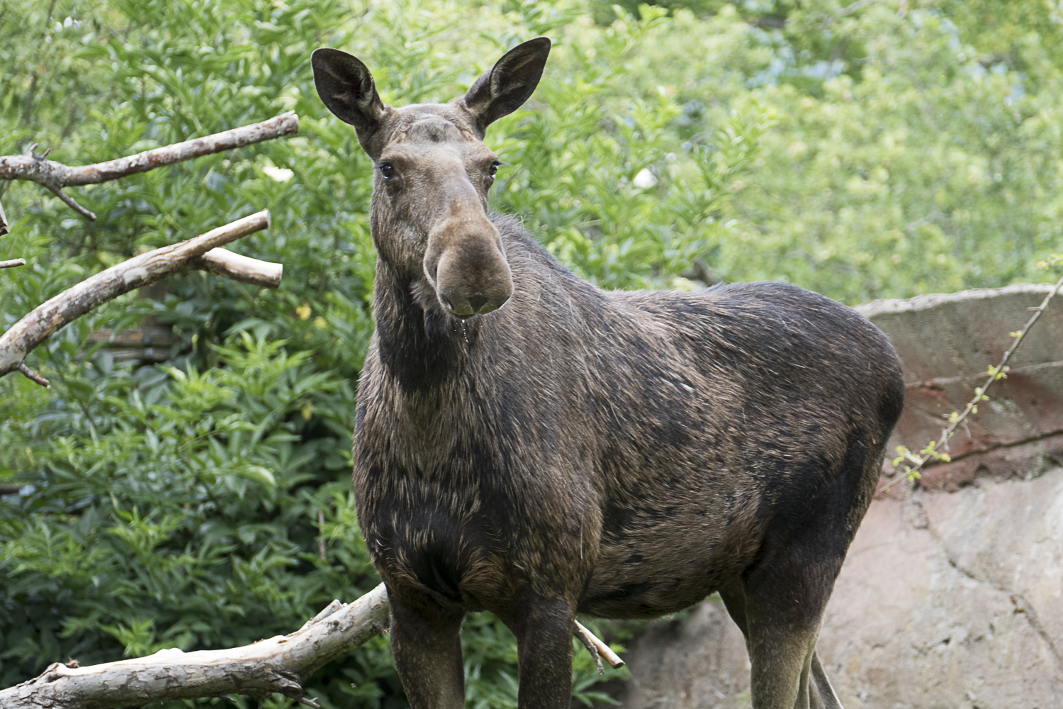 Moose