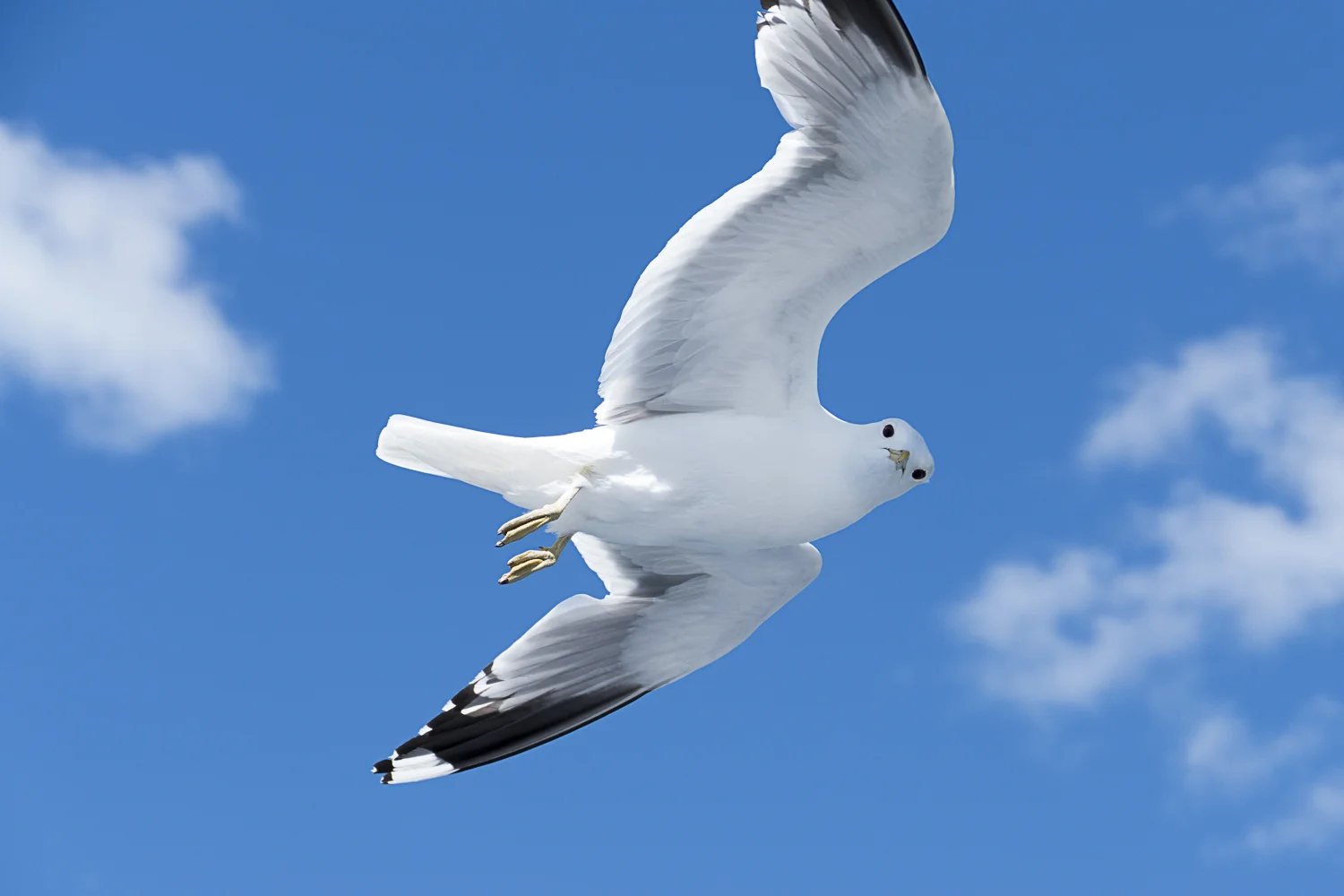 On the long ferry ride to Birka, I caught this gull spying on us.