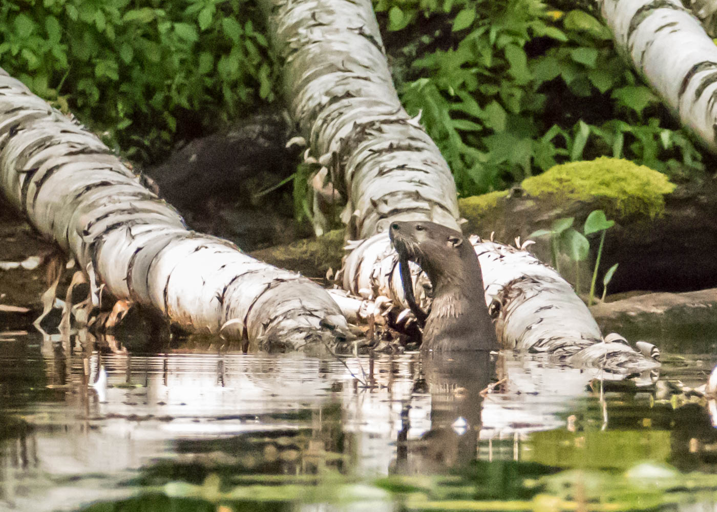 Otter amidst the birches