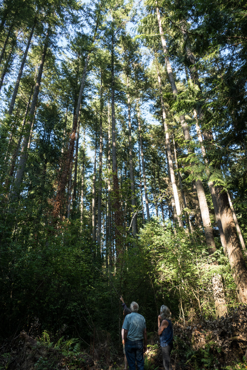 Tall trees on Bainbridge Island
