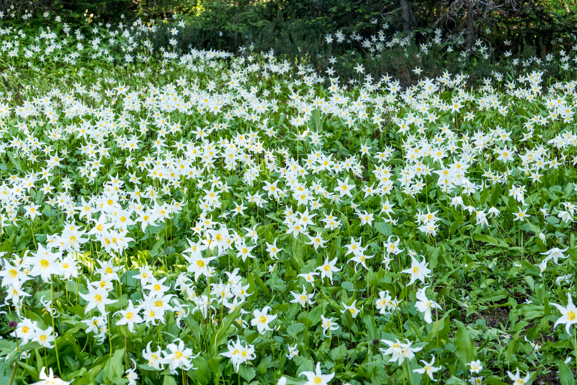 An avalanche of lilies