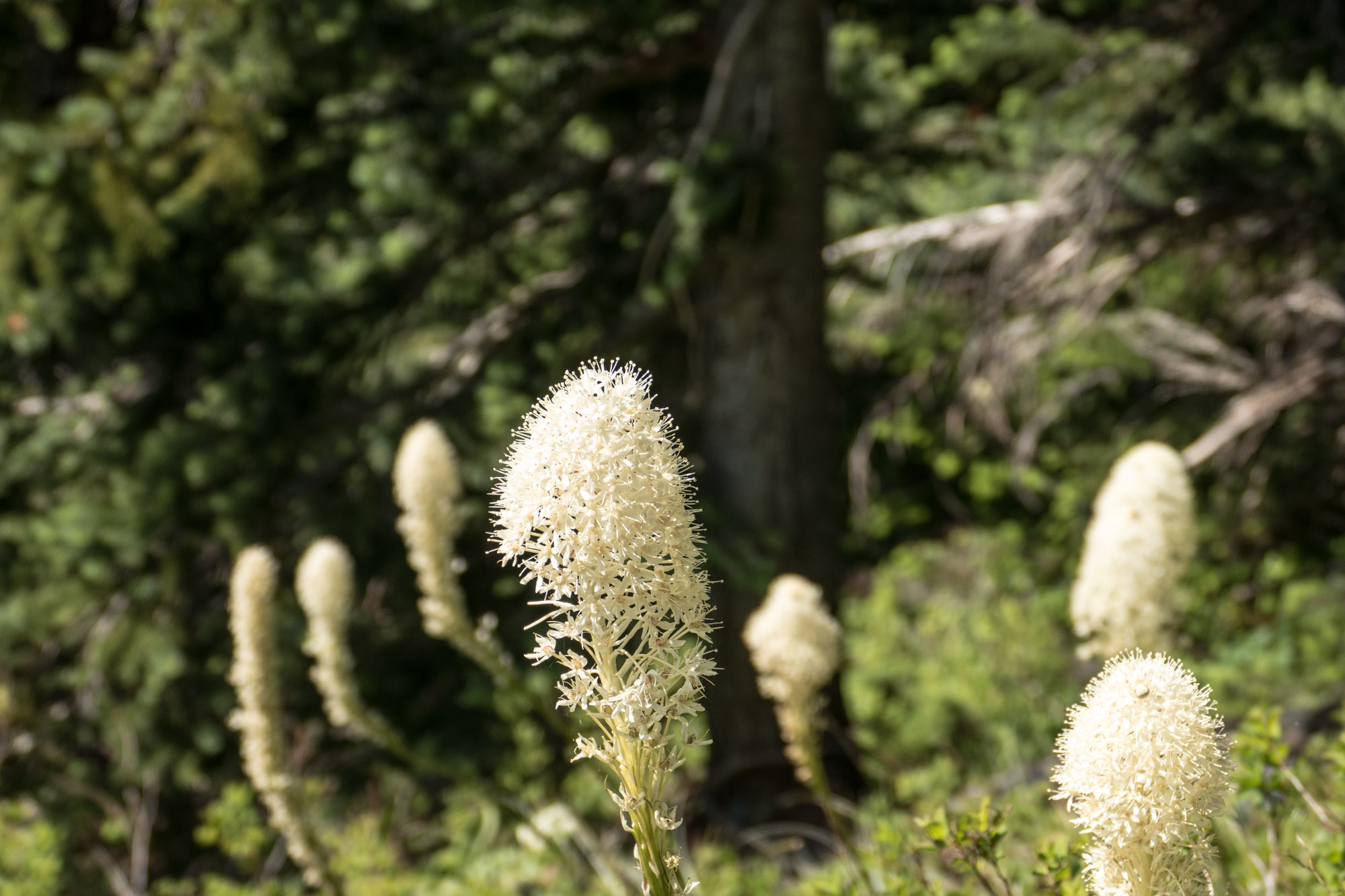 Bear grass