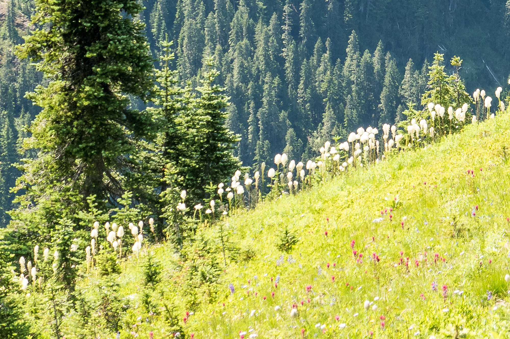 A hillside of bear grass