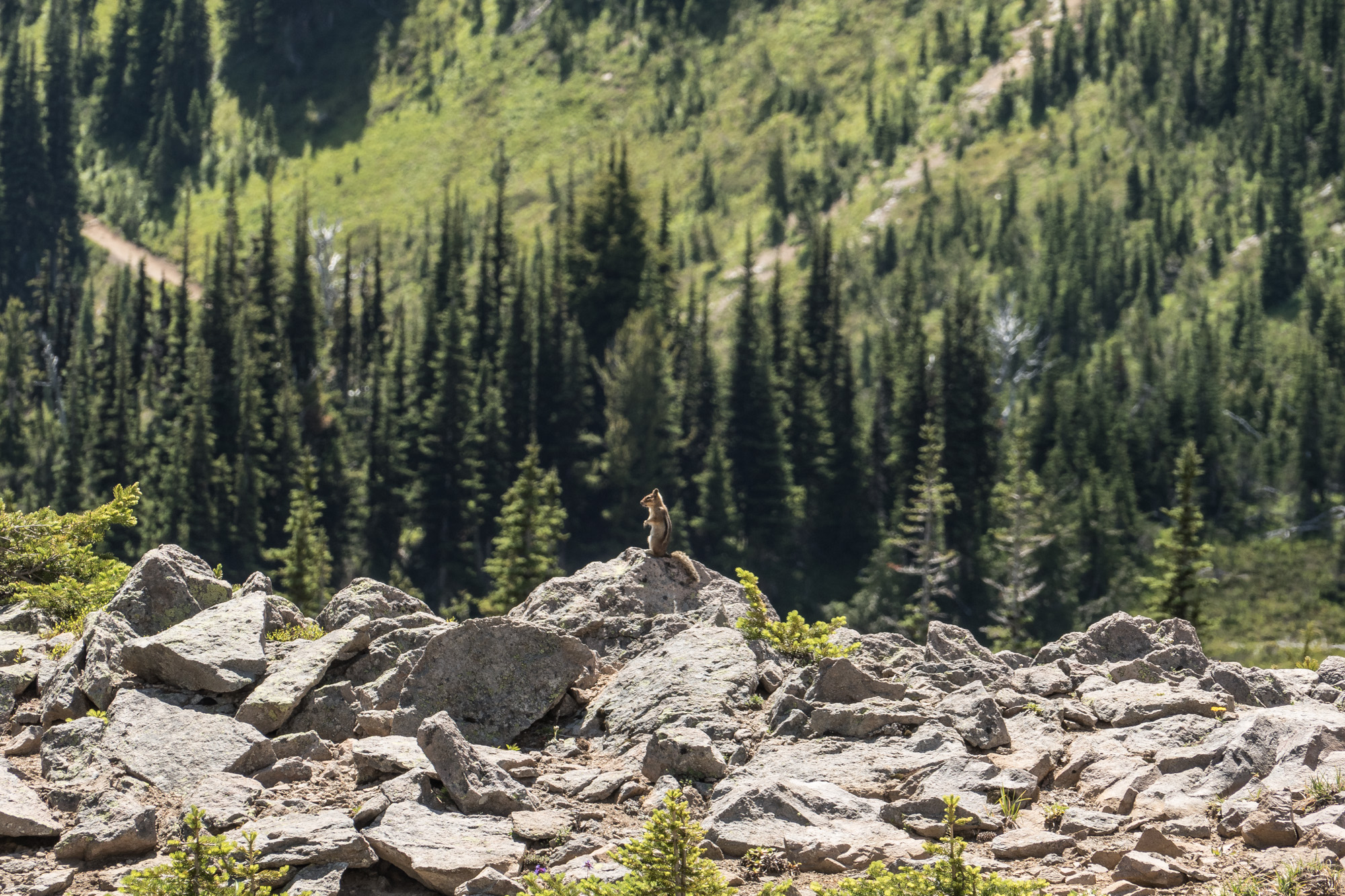 A chipmunk surveys his domain