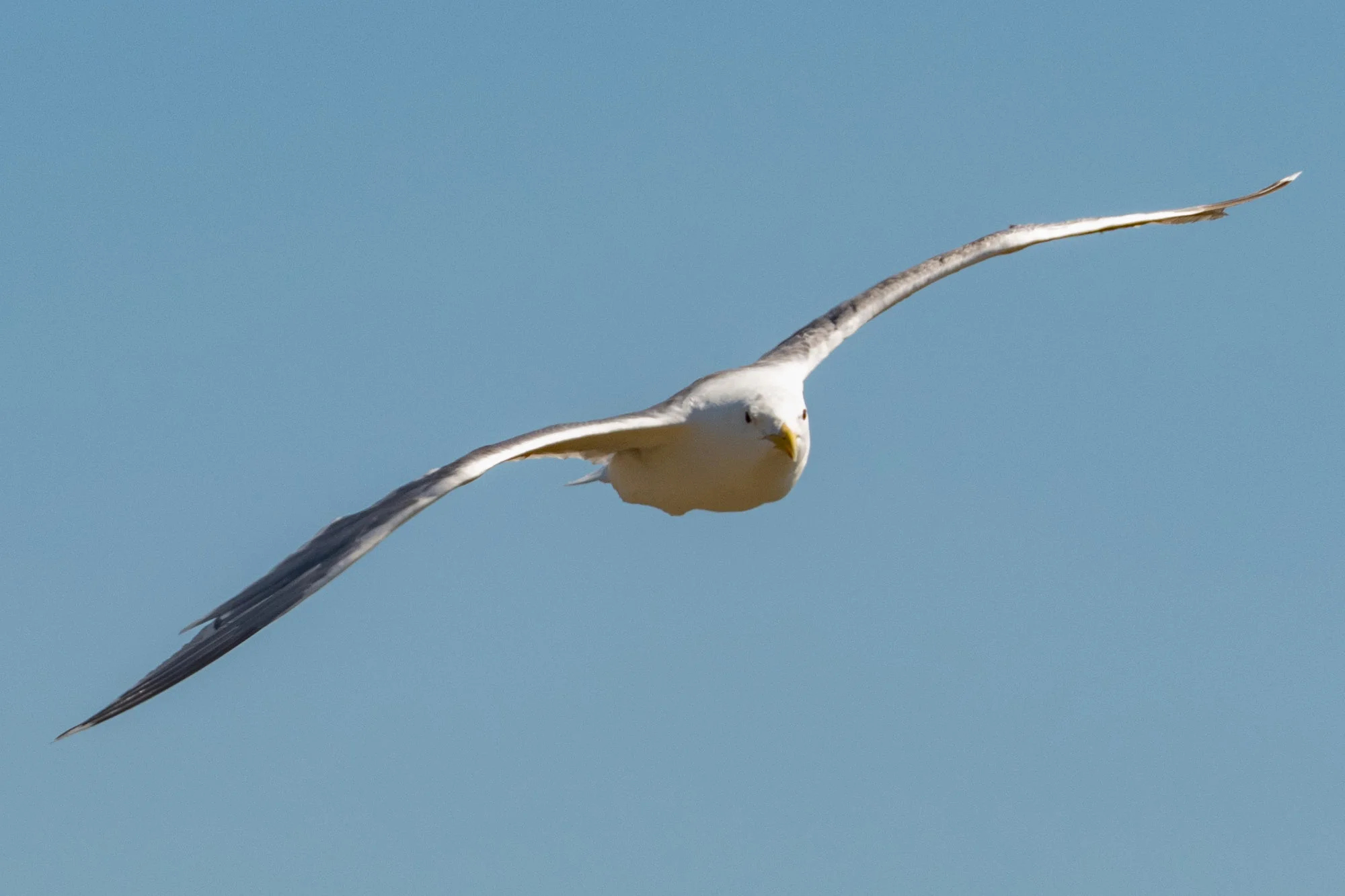 Gull