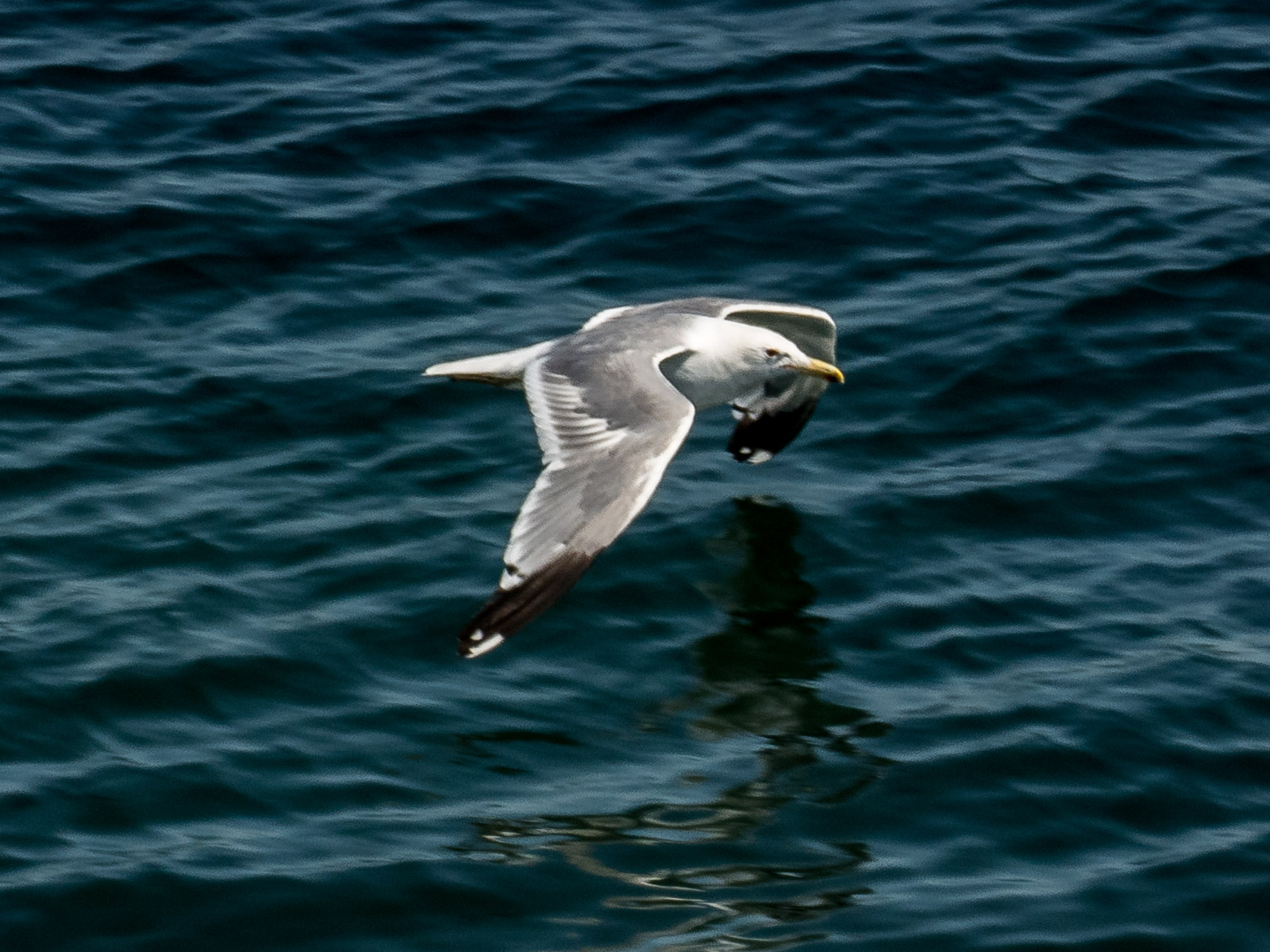 Gull from the ferry