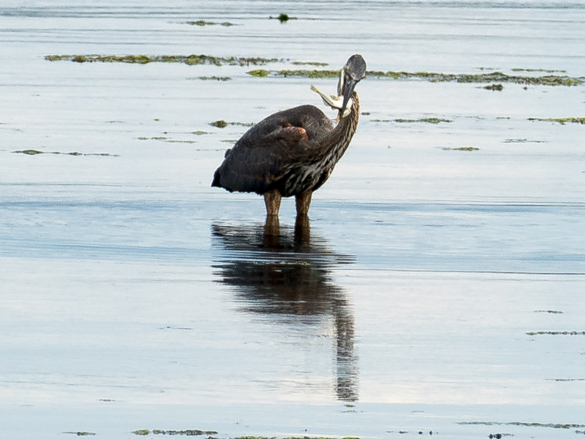 Great Blue Heron with lunch