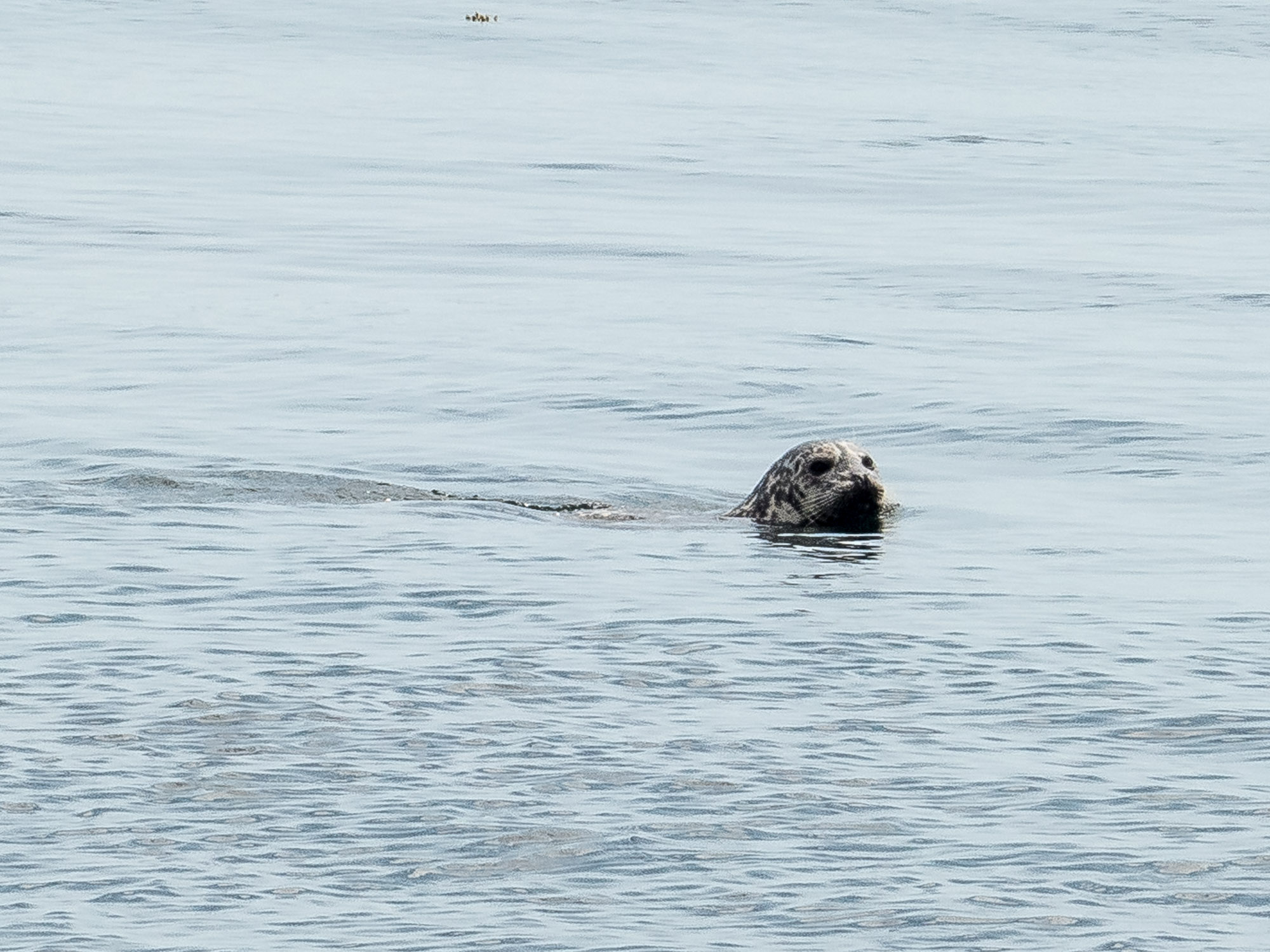Leopard seal near Lime Kiln lighthouse