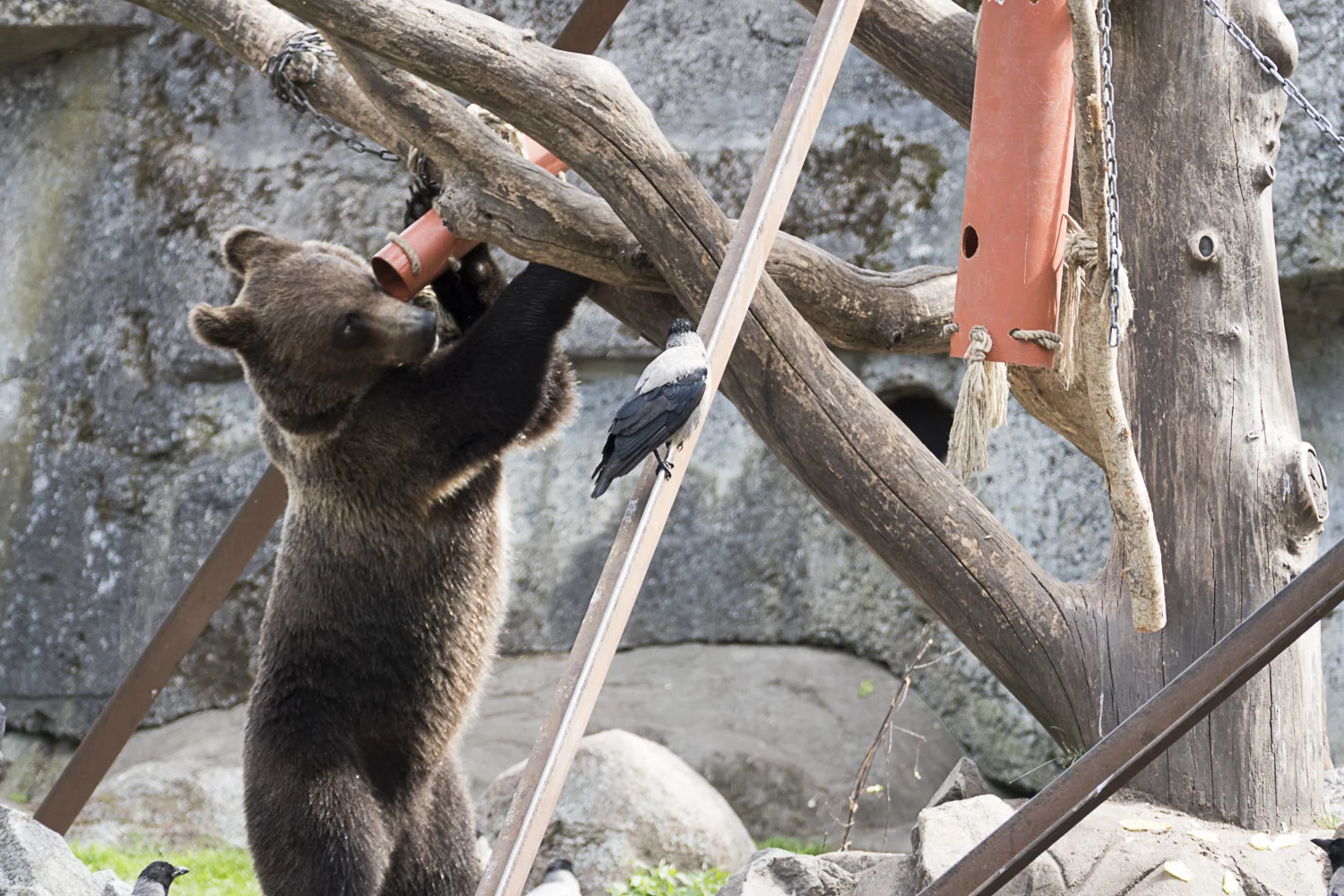 Curious bear searching for a food prize