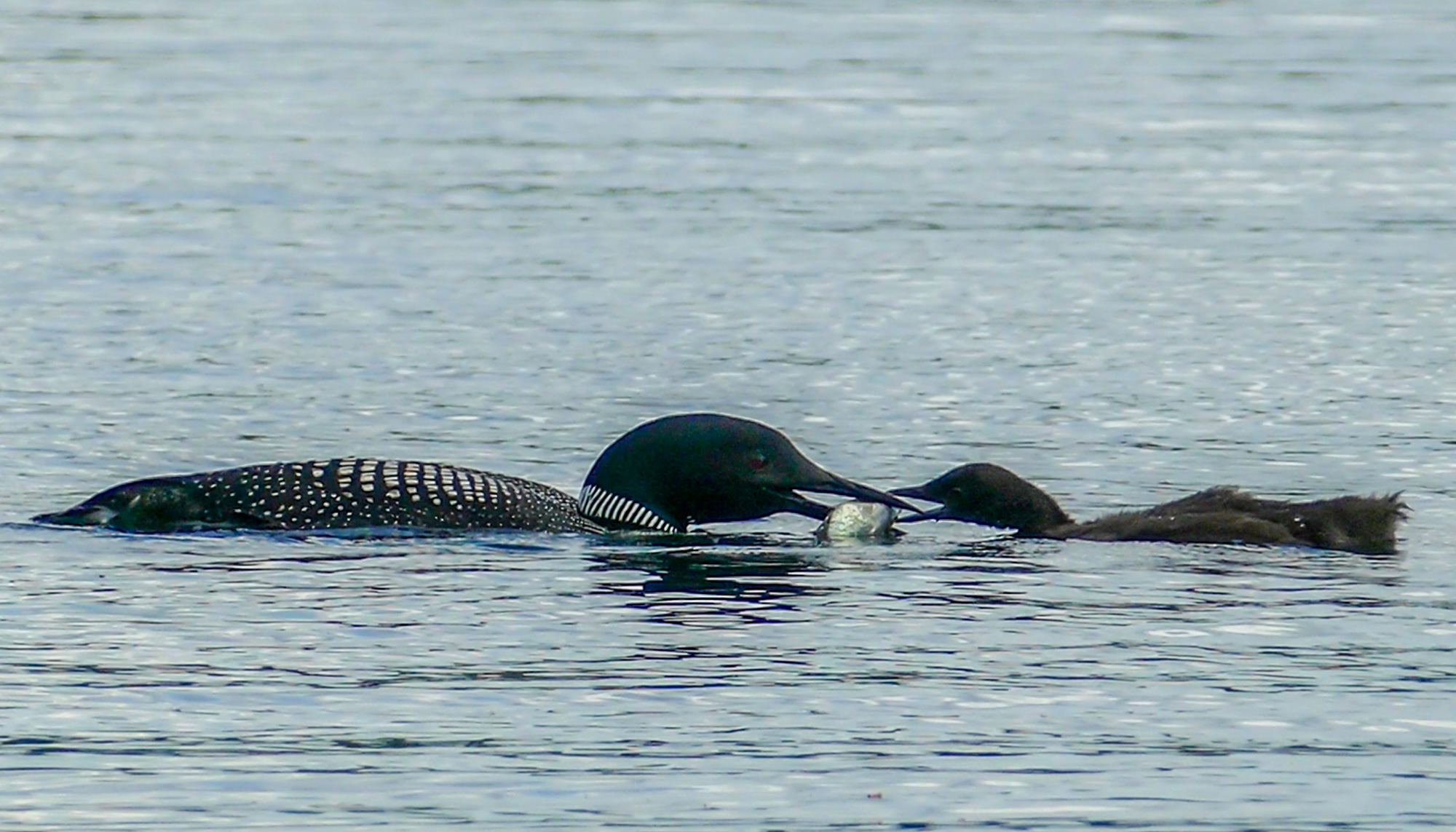 Common loon feeding fish to chick