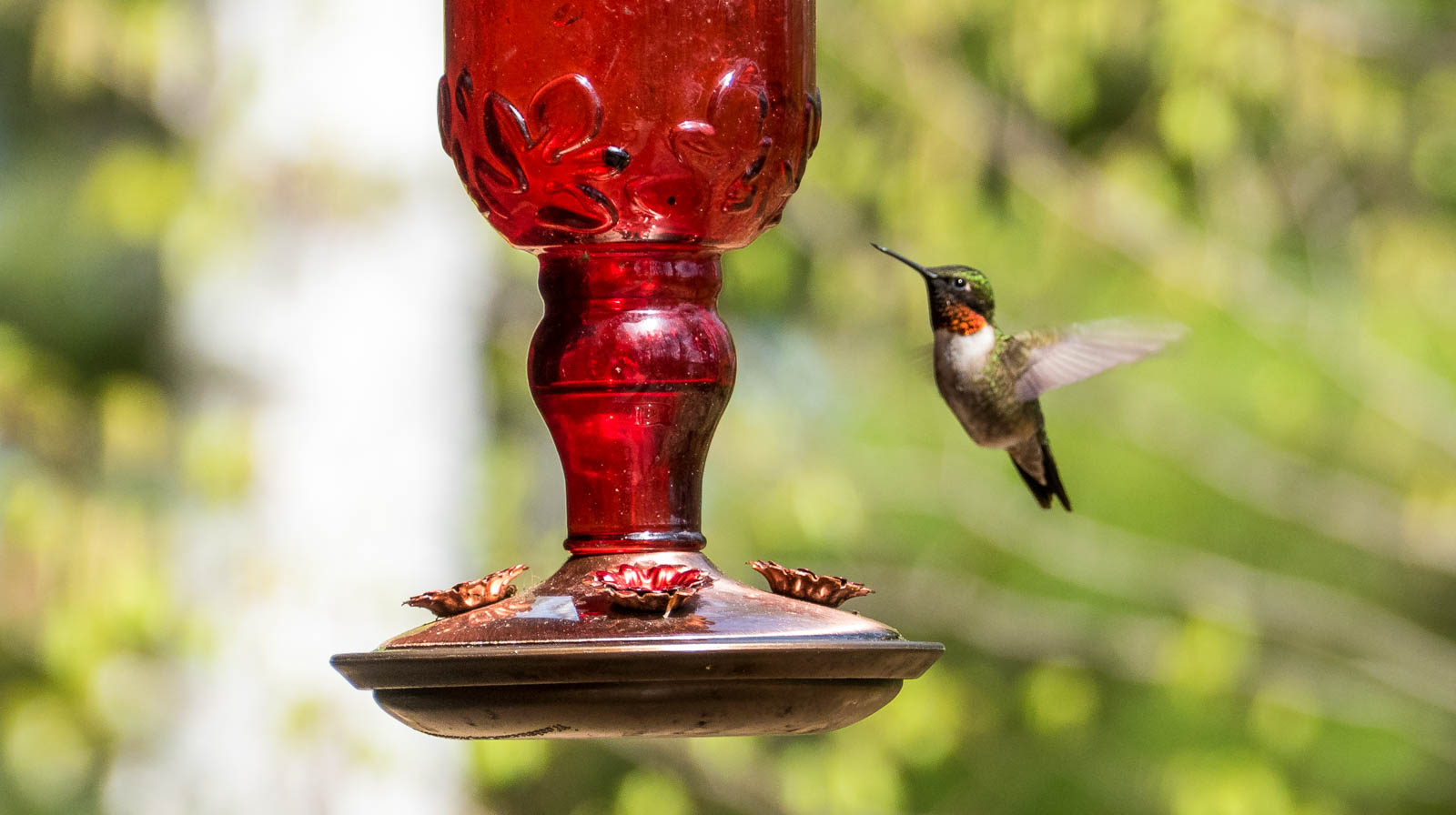 Ruby throated humming bird. Only males have the ruby throat, which is iridescent and only shows in certain angles and lighting.