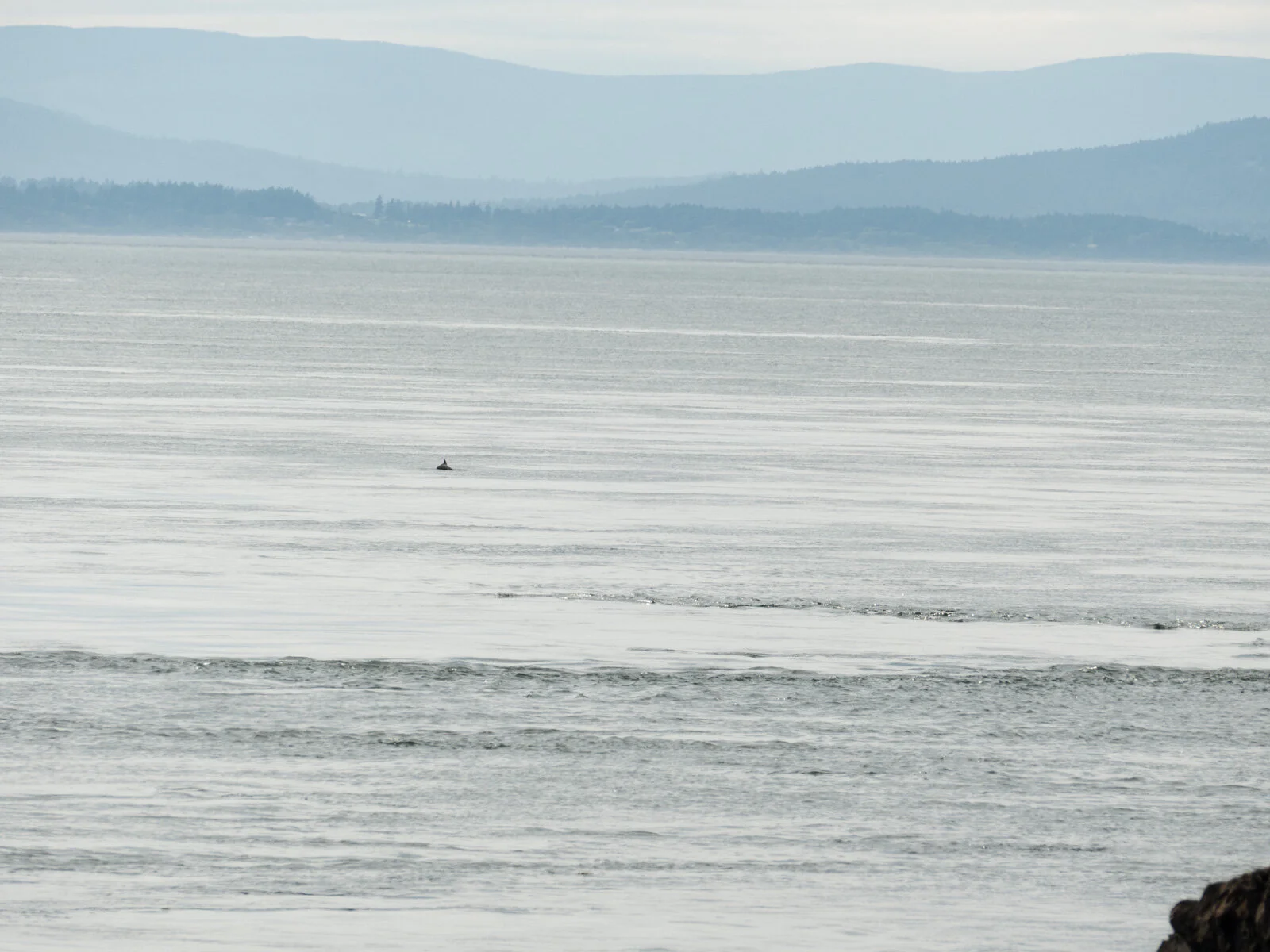 No Orcas, but a small porpoise glides by.
