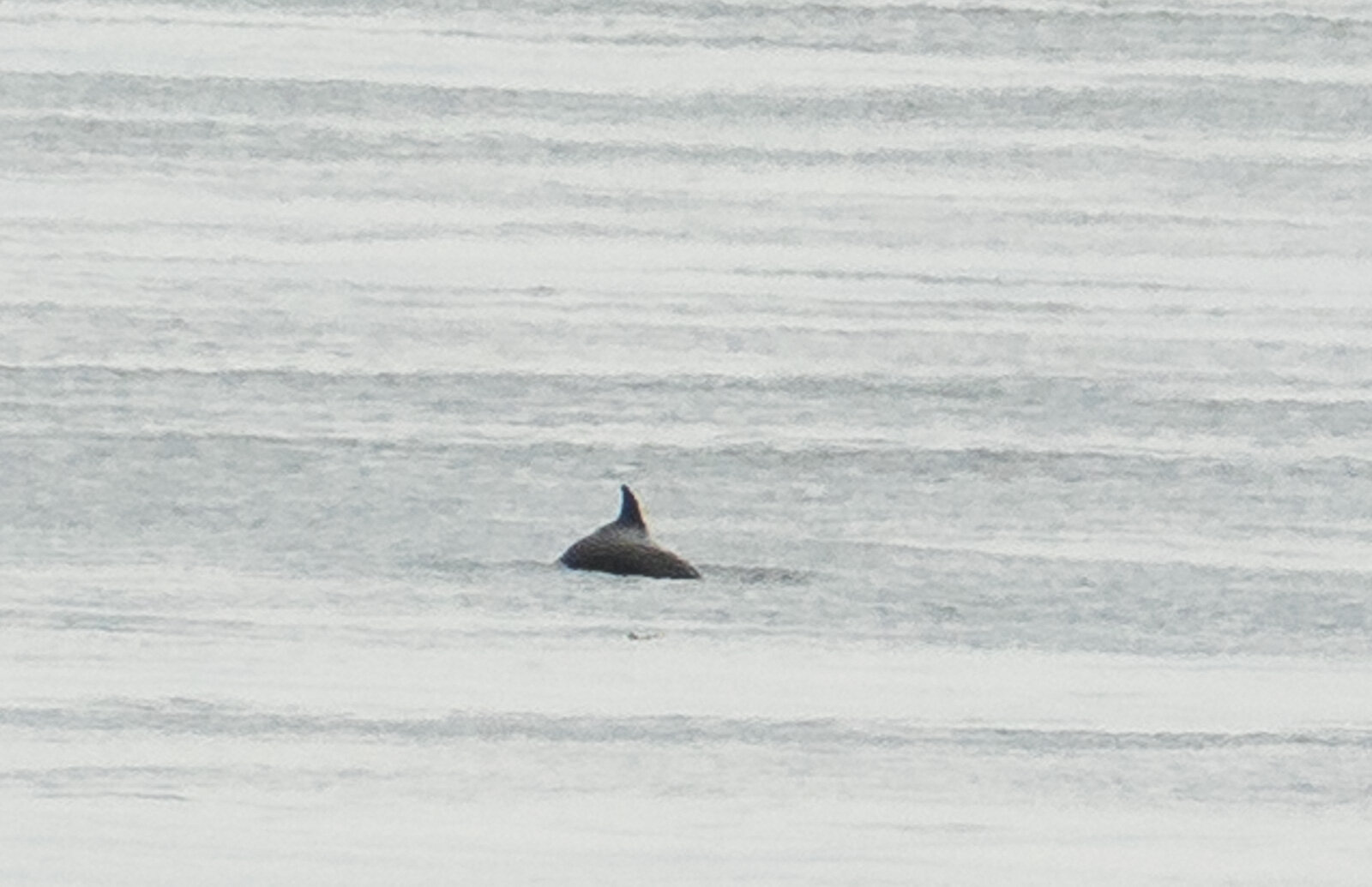 Blow up of the porpoise fin.