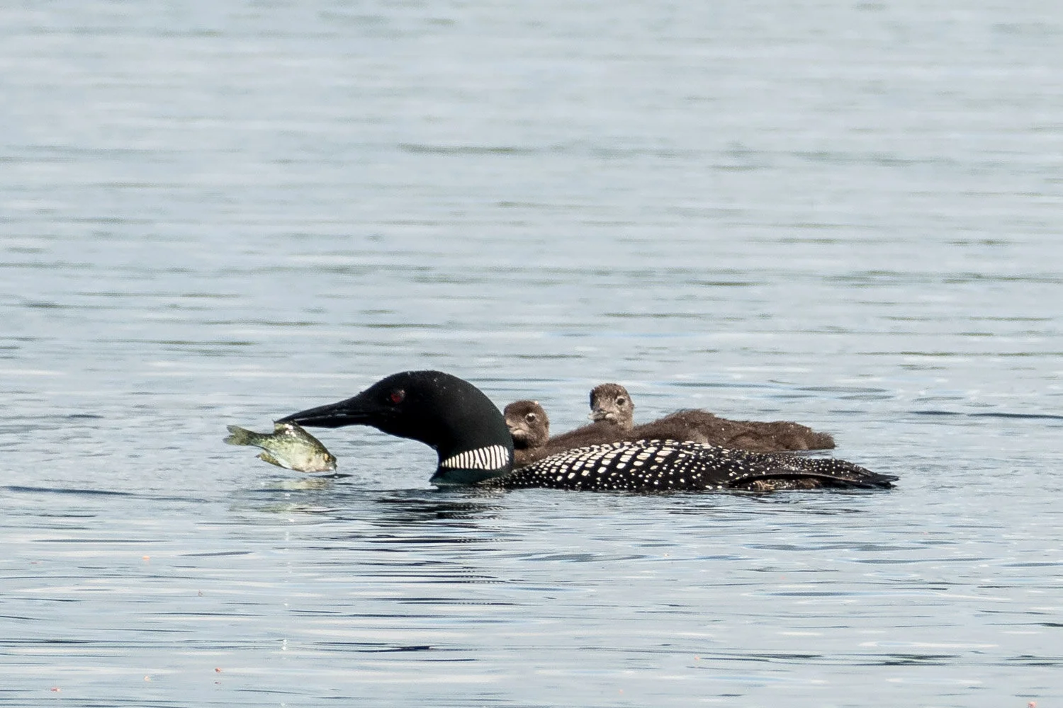 Lunch for the loon chicks