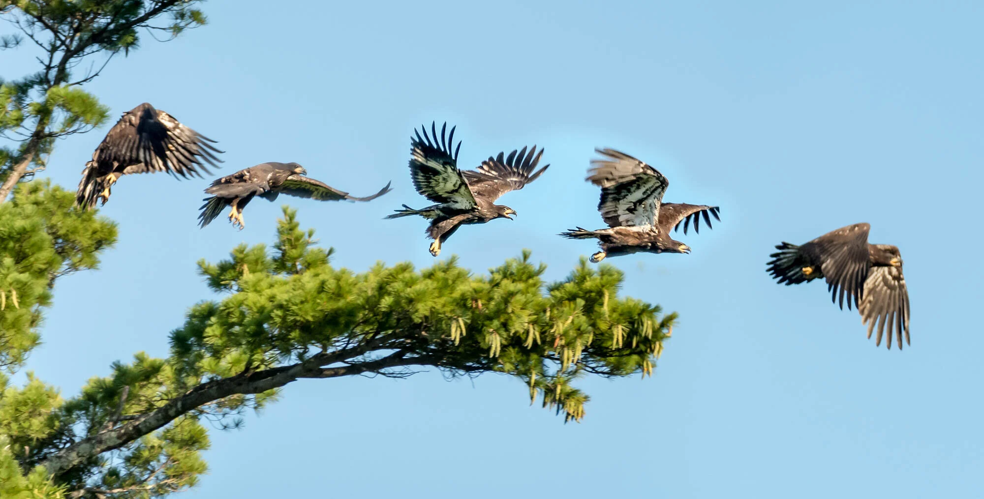 Bald eaglet learning to fly