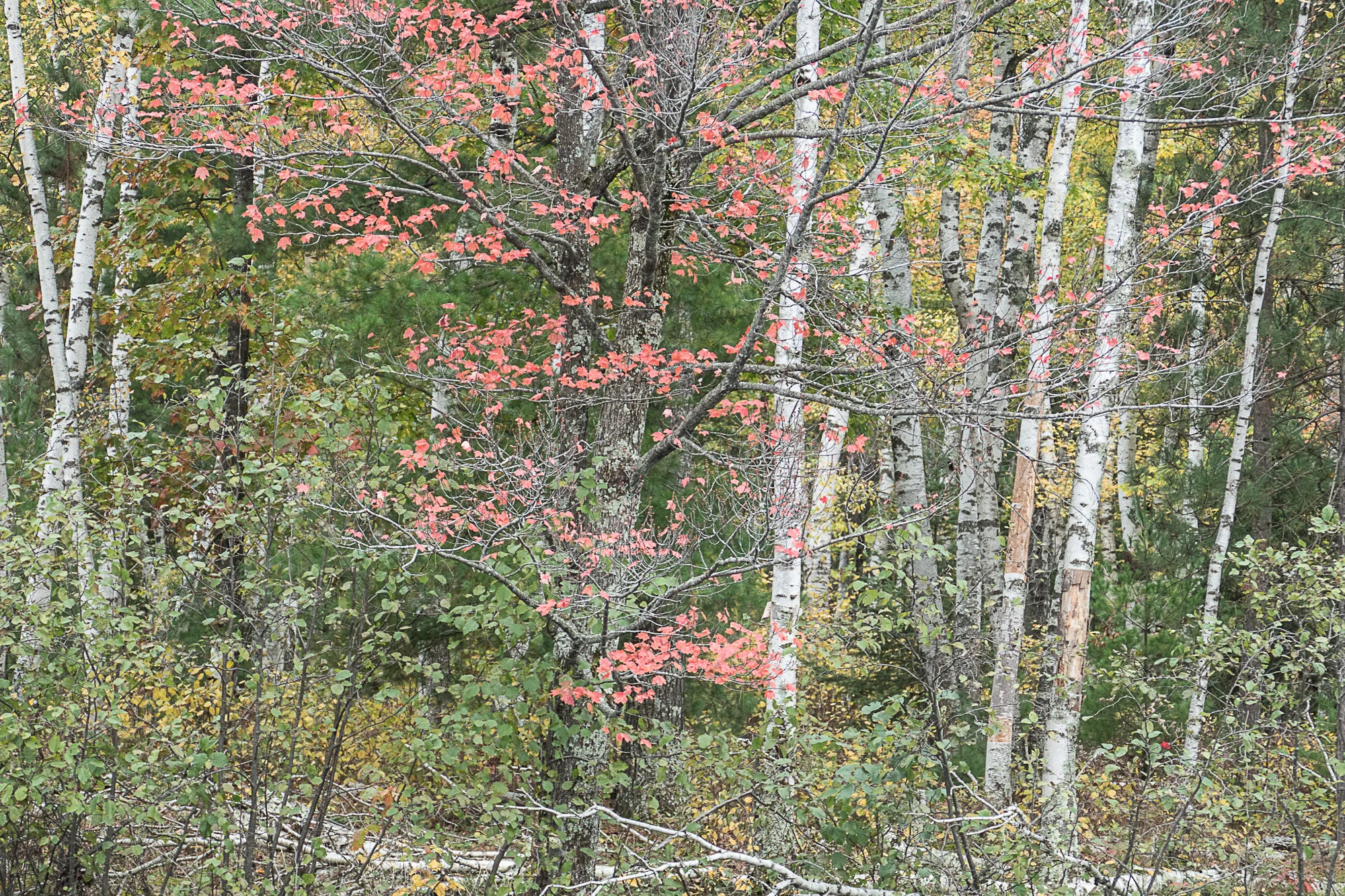 Autumn colors