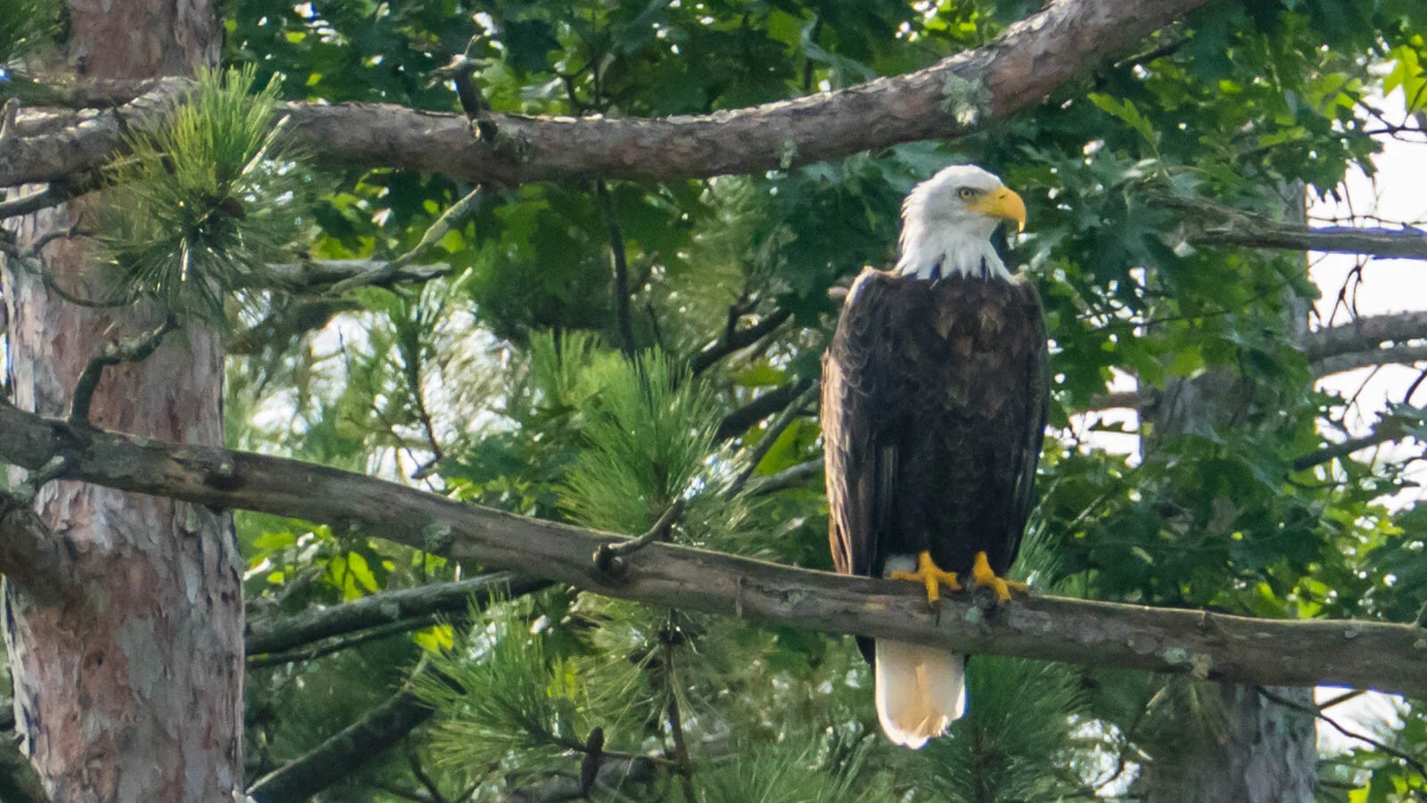 Backlit bald eagle