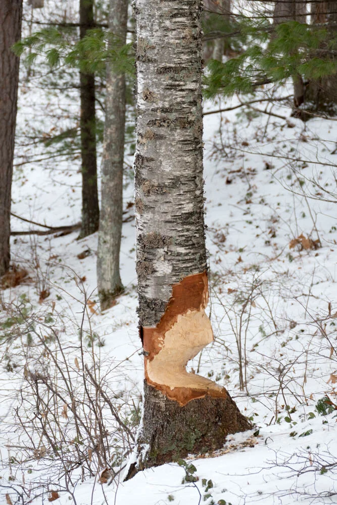 Signs of beaver