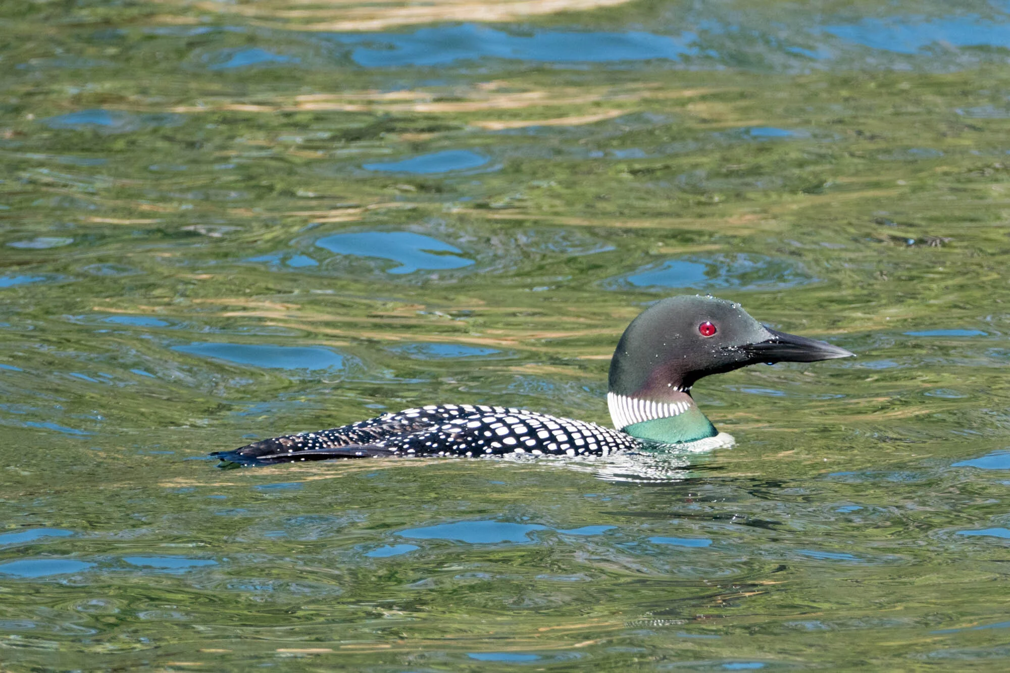 Common loon