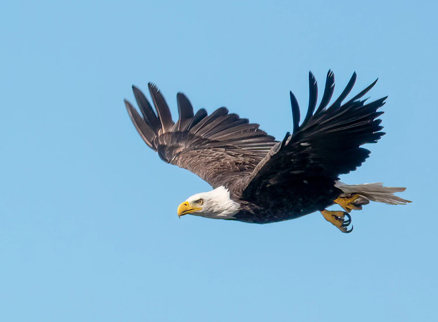 Bald eagle with small fish