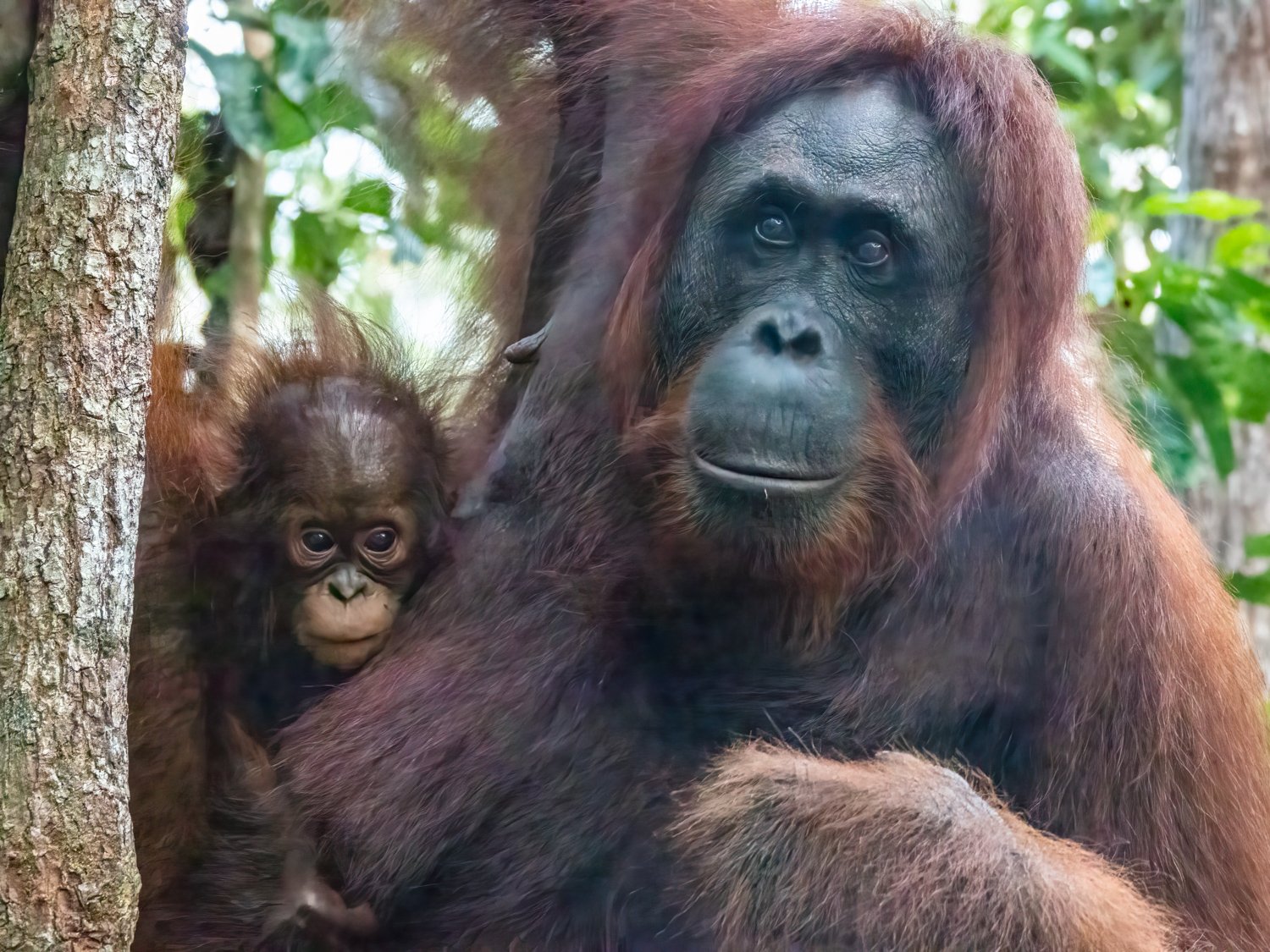 Orangutans in Borneo — Neurotraveler