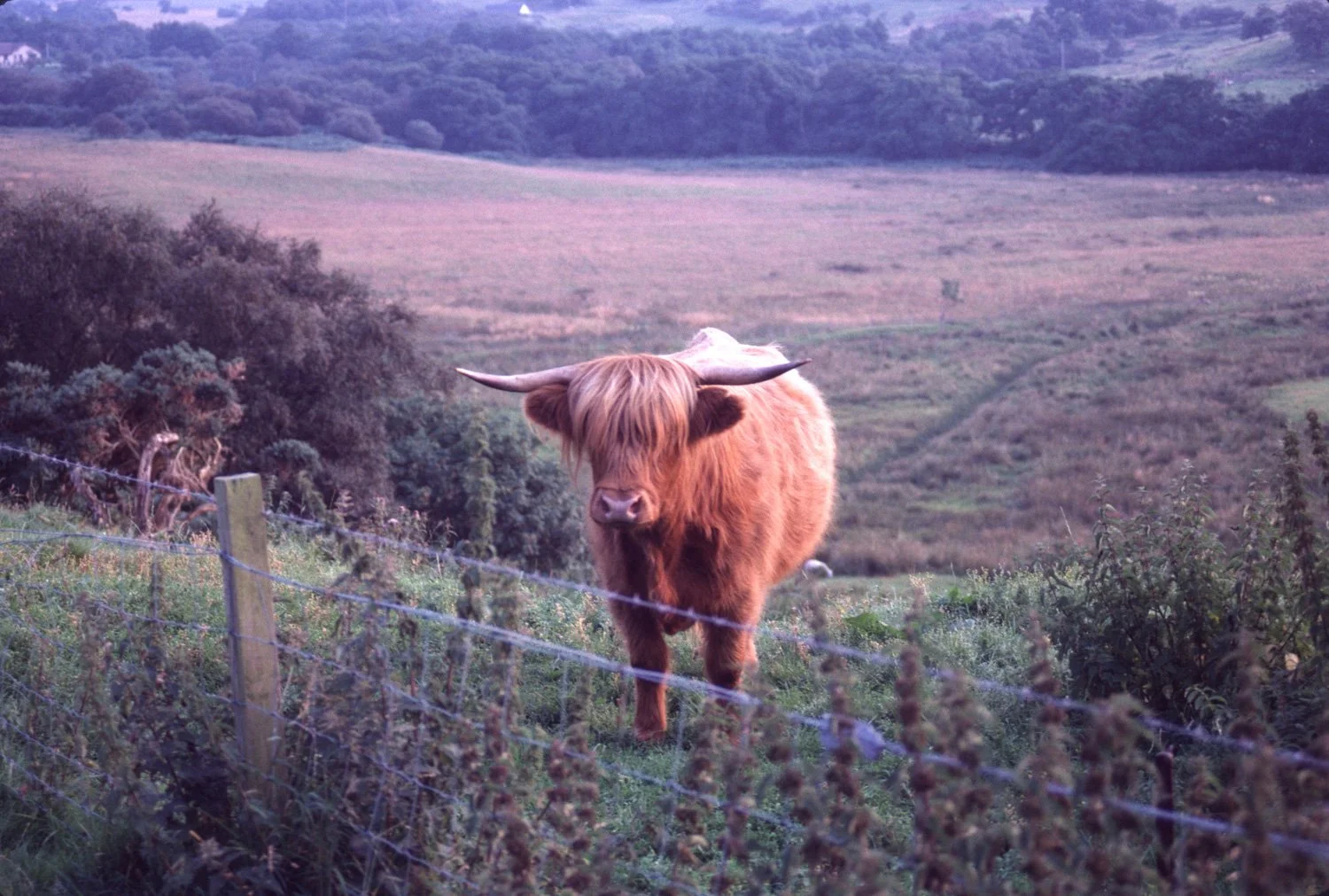 Scotland