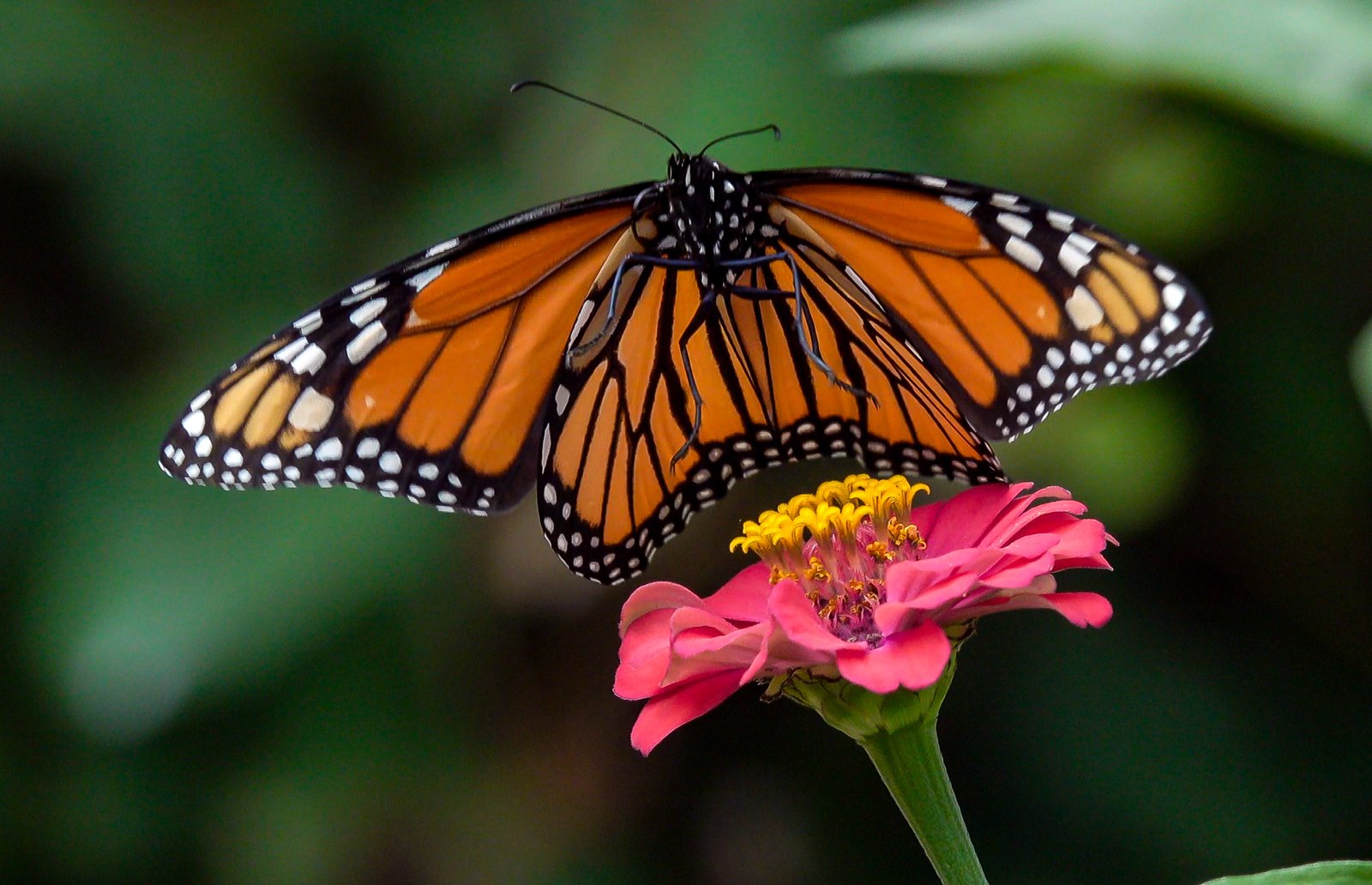 BIF: butterflies in flight — Neurotraveler