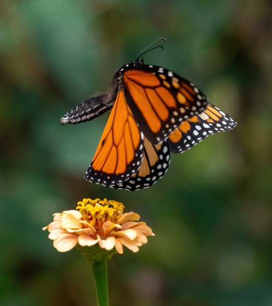 BIF: butterflies in flight — Neurotraveler