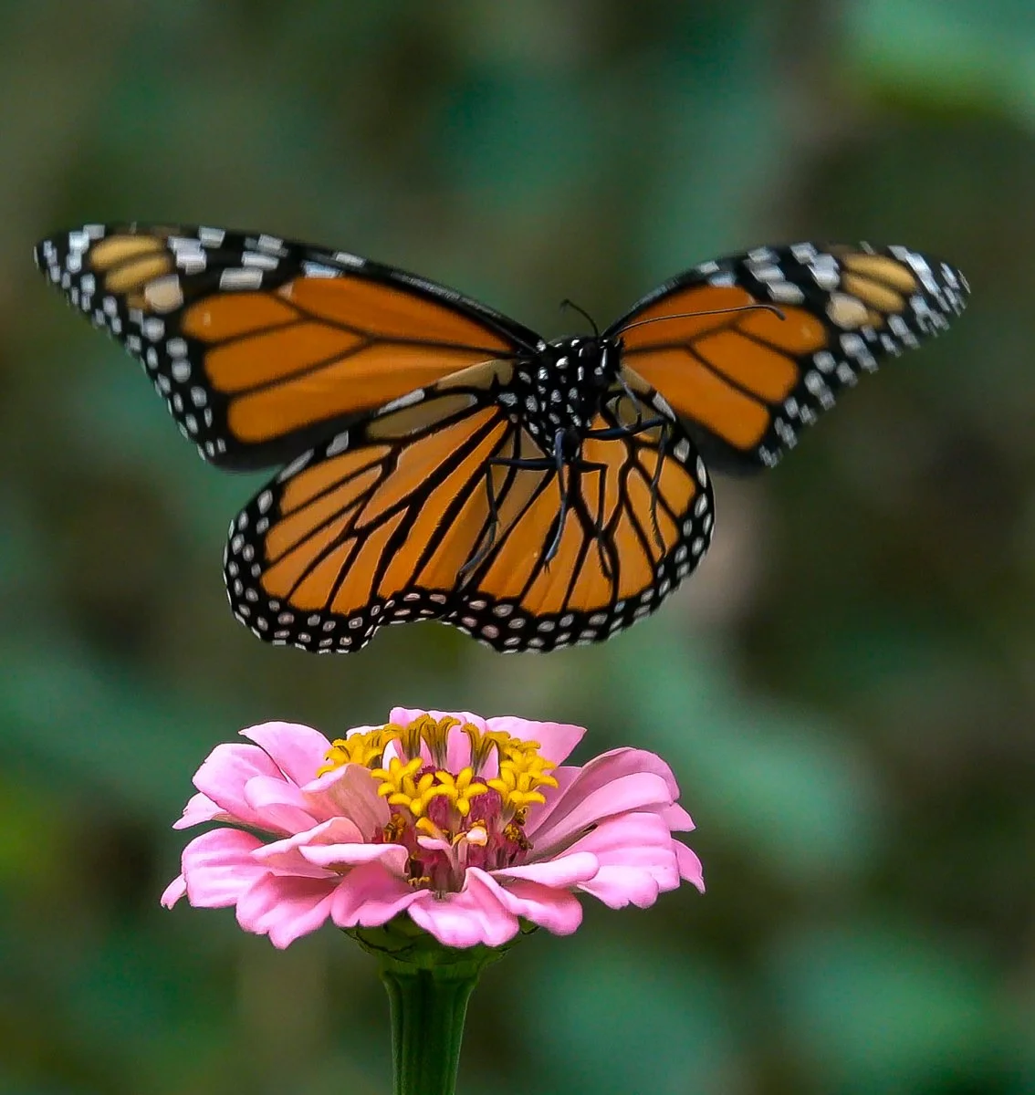 BIF: butterflies in flight — Neurotraveler