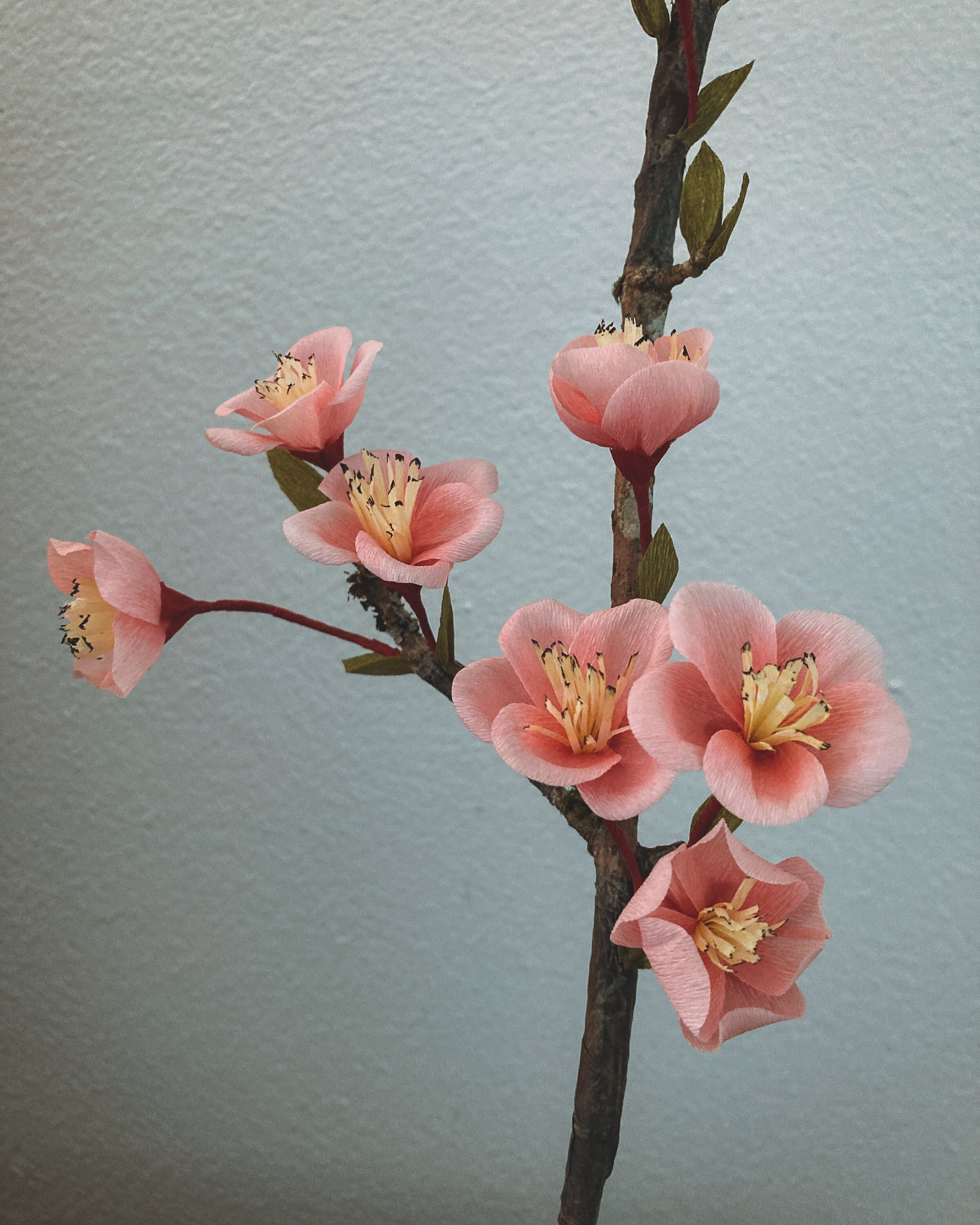 quince blossom