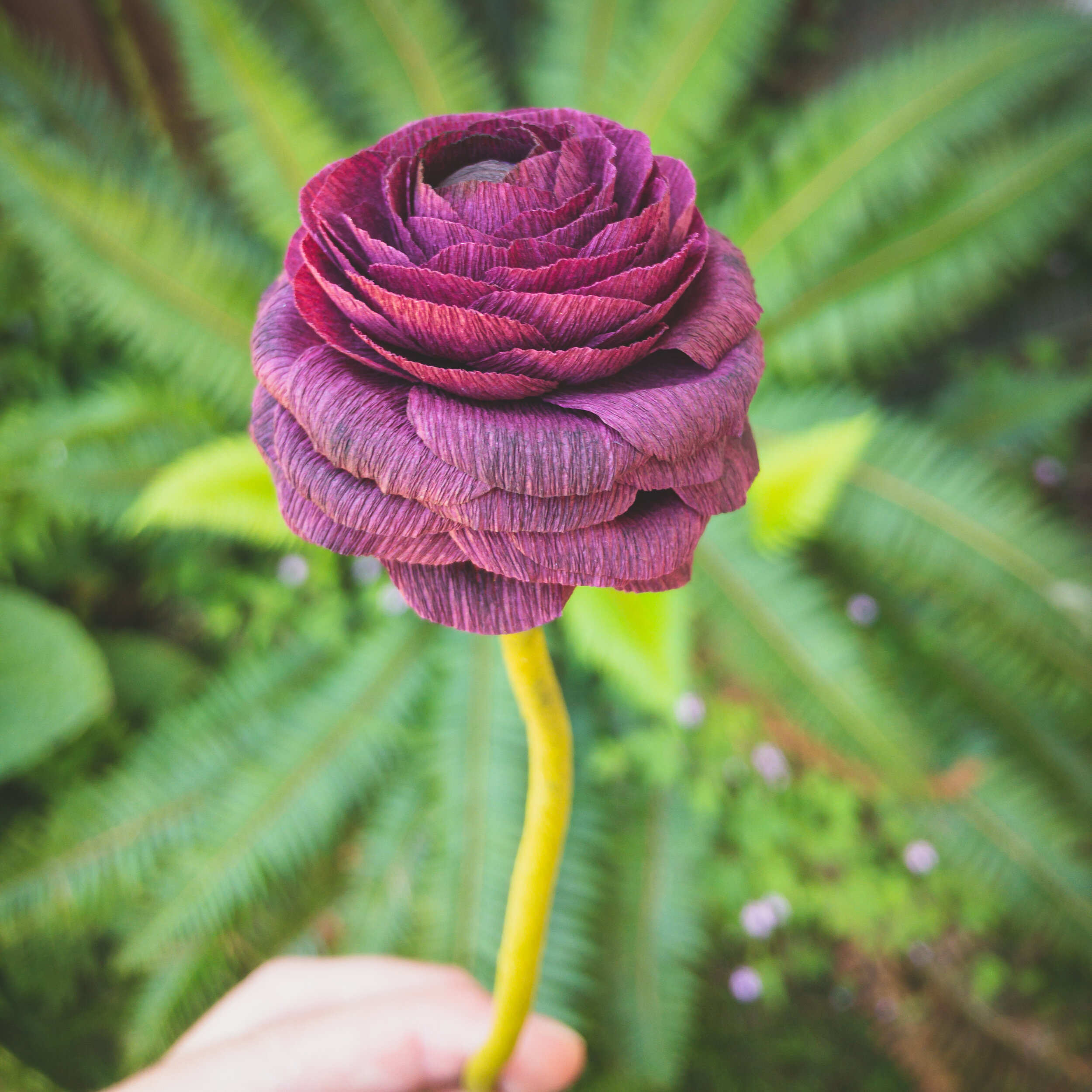 ranunculus