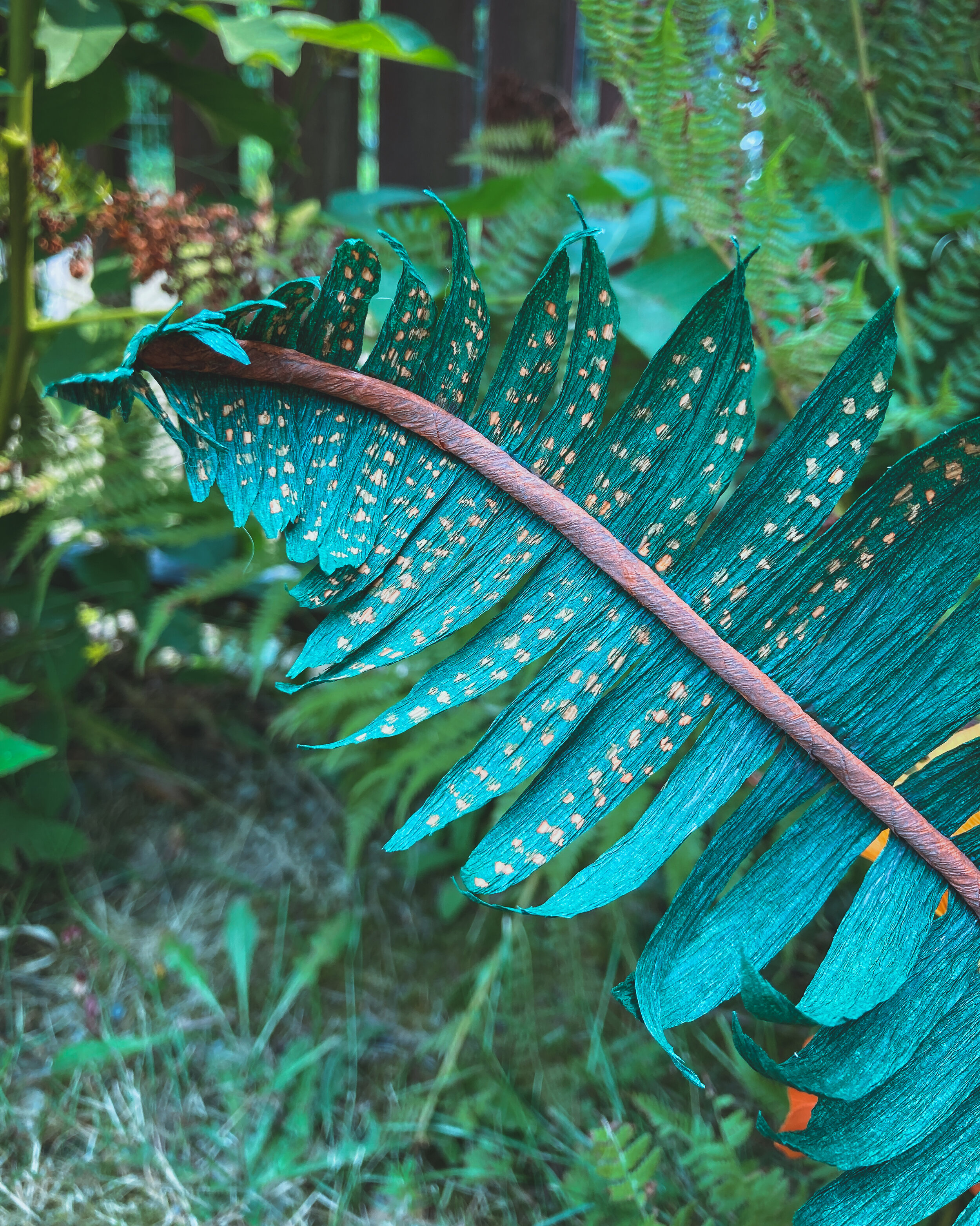 sword fern