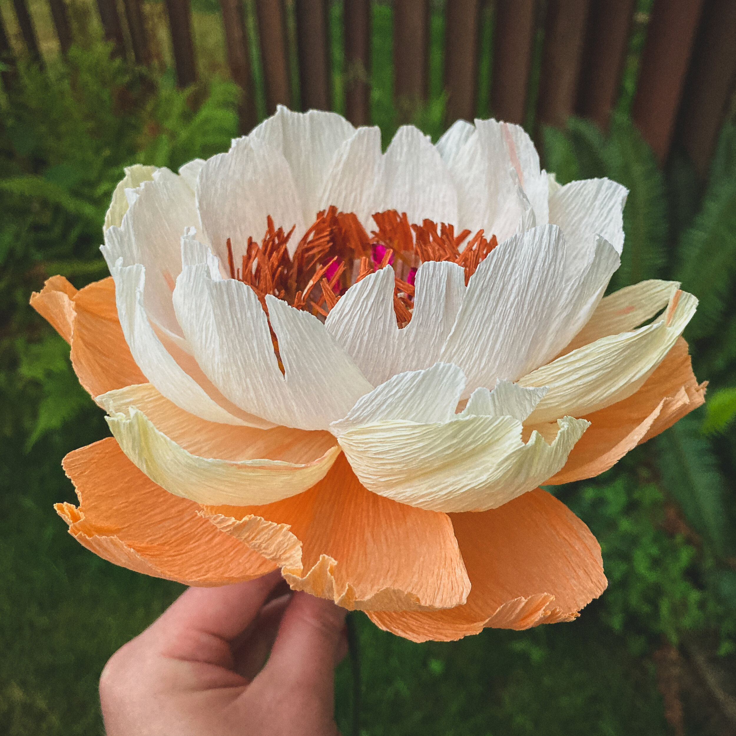 faded coral charm peony