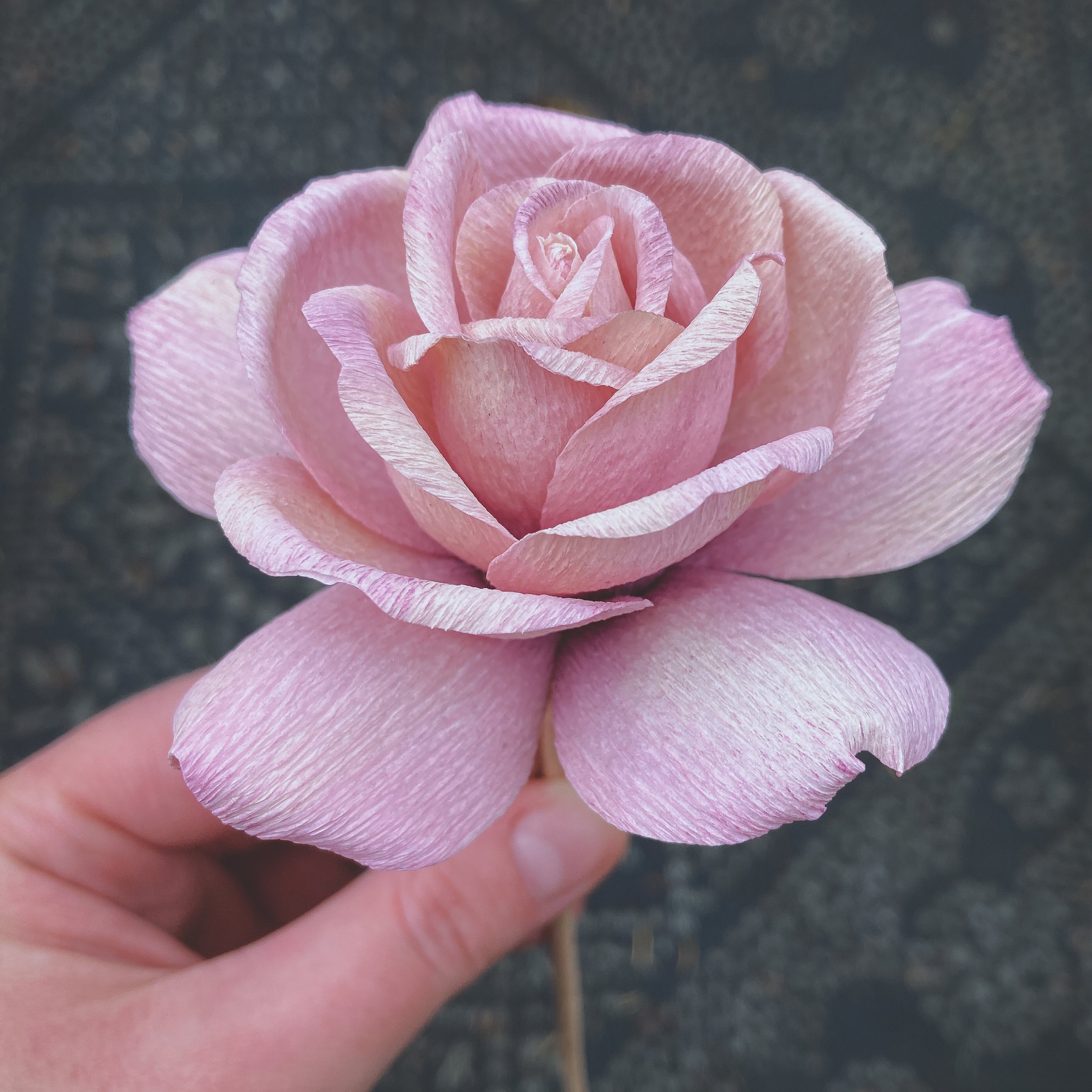 koko loko rose