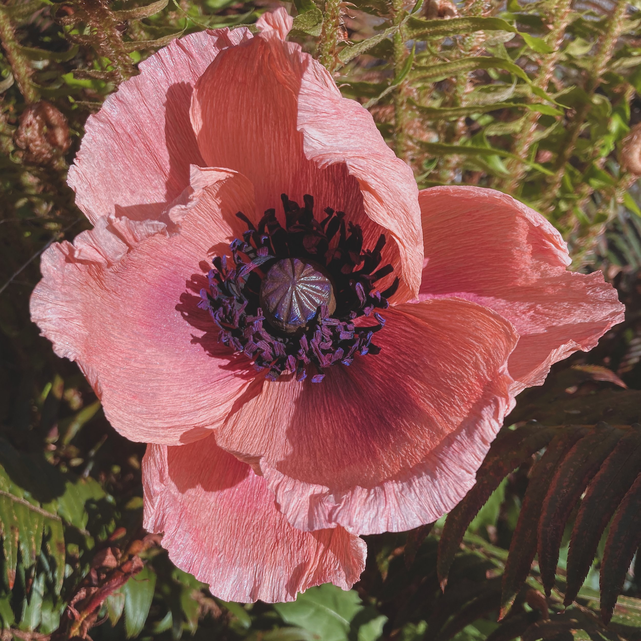 coral reef poppy