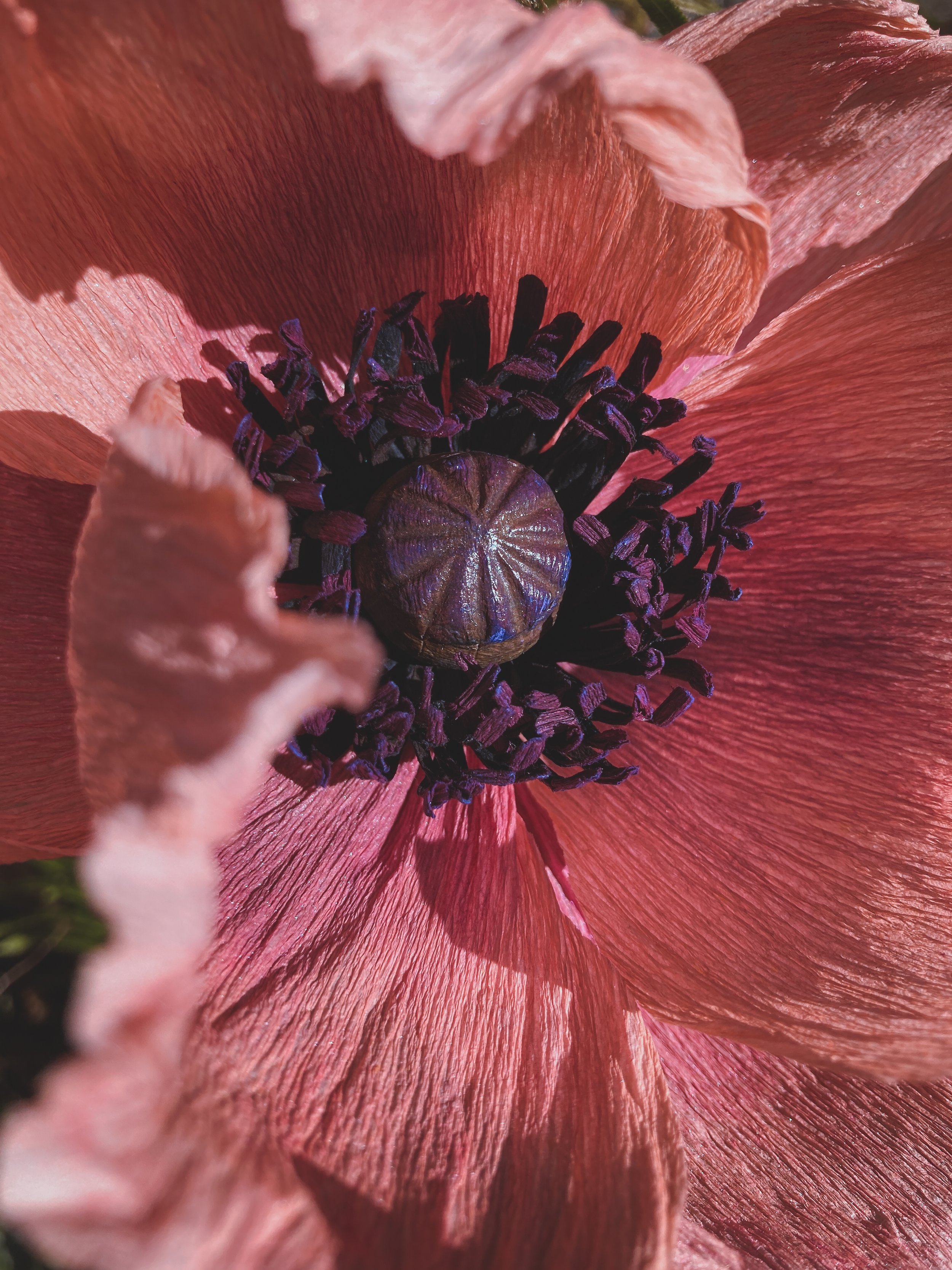 coral reef poppy