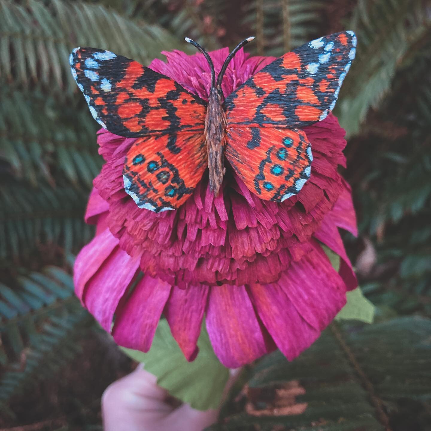 Working on something with different varieties of echinacea and butterflies. This is the double scoop raspberry echinacea and west coast lady. 

Echinacea from The Fine Art of Paper Flowers by @tiffanieturner. 

Butterfly construction from @ingailzepe