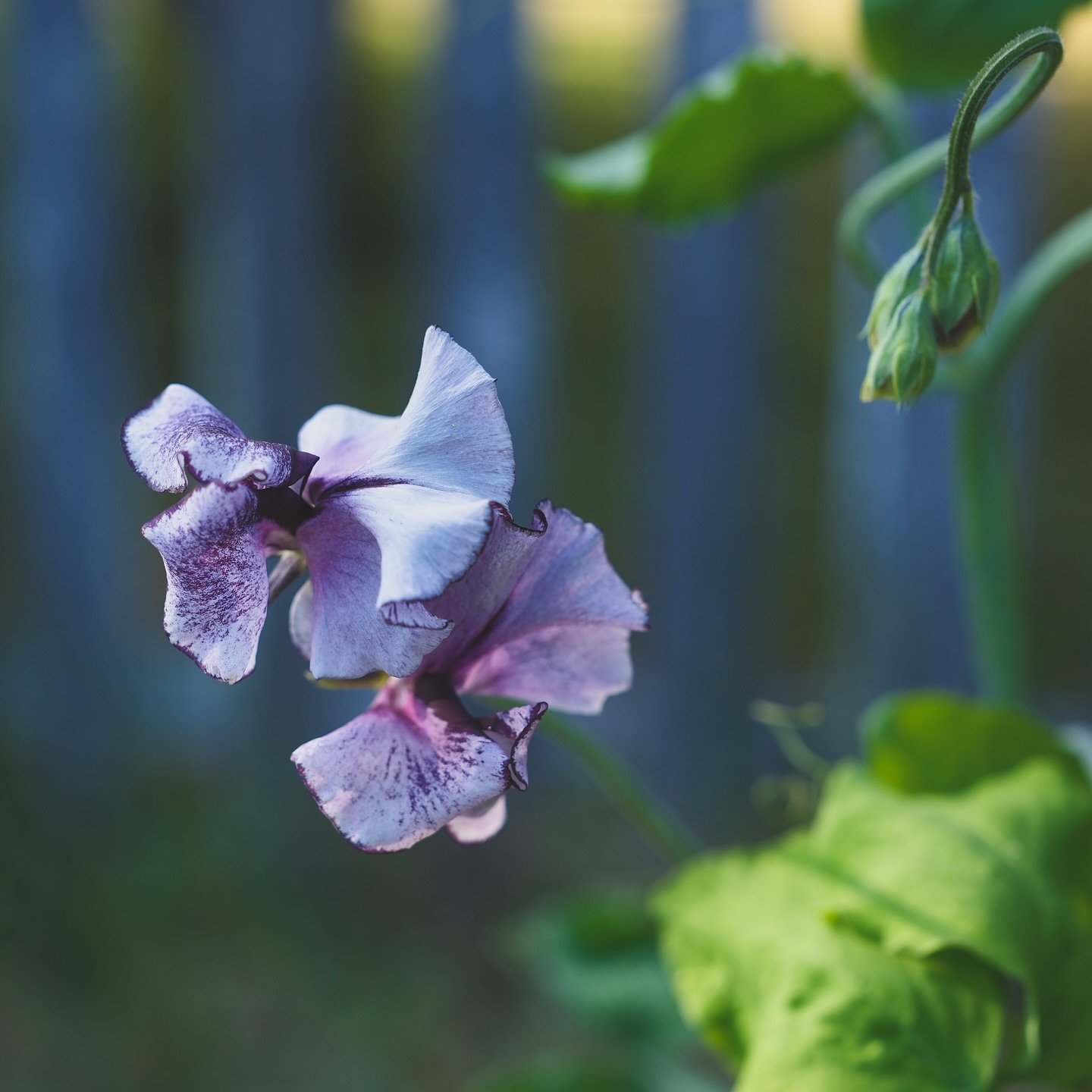 I waited very patiently for my Nimbus sweet peas to bloom finally. They got quite sunburned during the heat wave a few weeks ago but survived. I think next year the sweet peas are going in a different location. This first year of growing real flowers